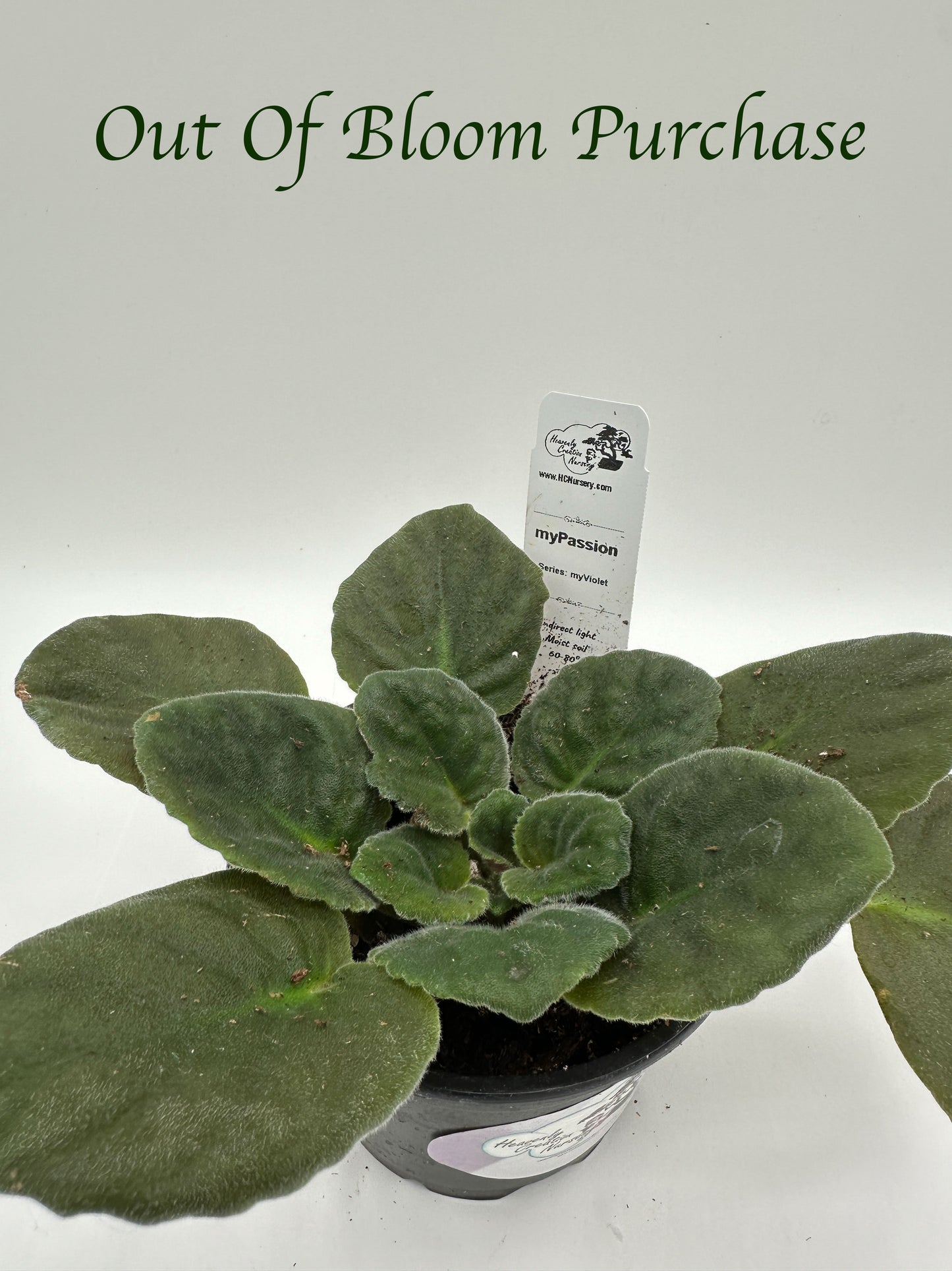 myPassion - Live African Violet 4" - Series: myViolet