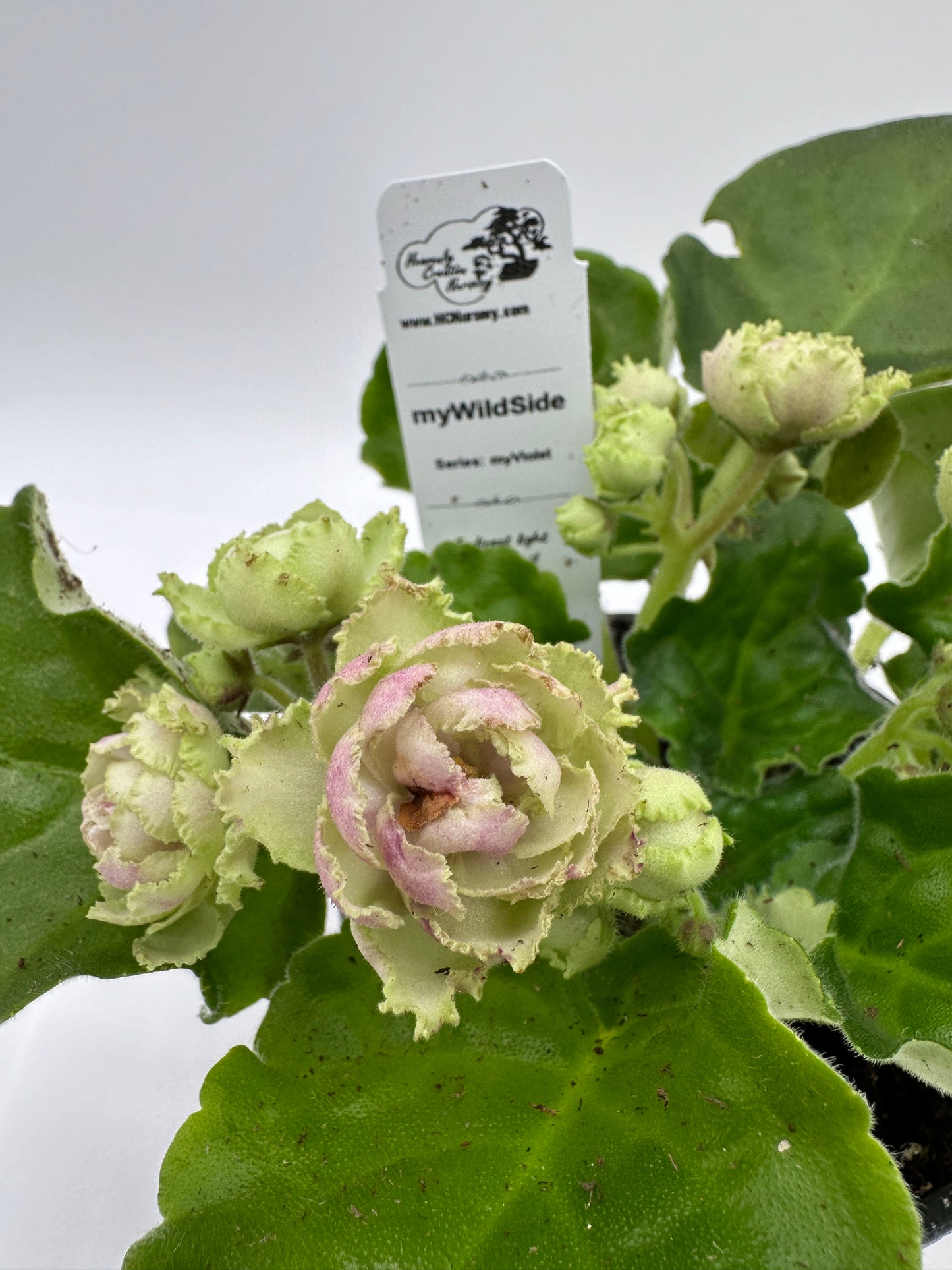 myWildSide - Live African Violet 4" - Series: myViolet