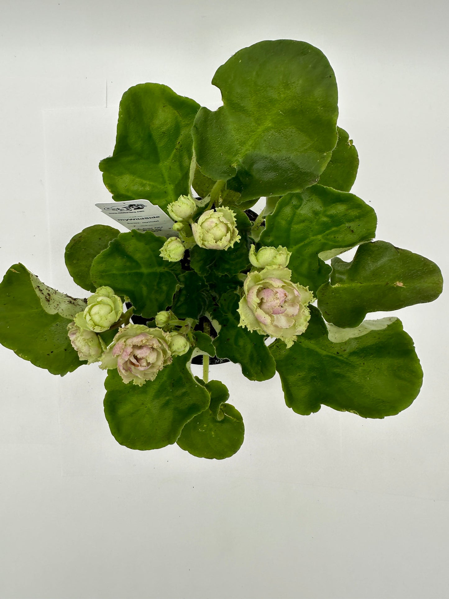 myWildSide - Live African Violet 4" - Series: myViolet