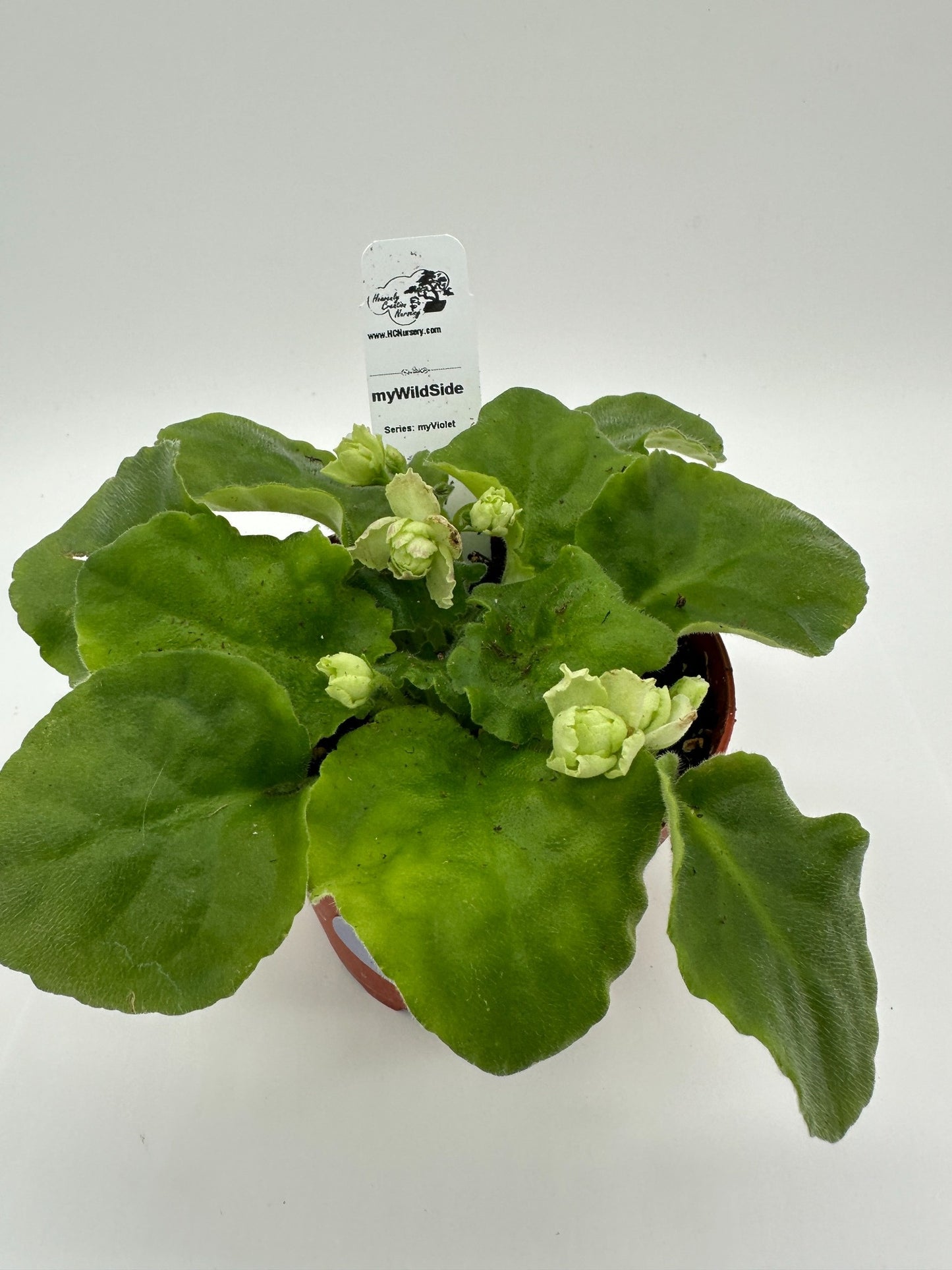 myWildSide - Live African Violet 4" - Series: myViolet