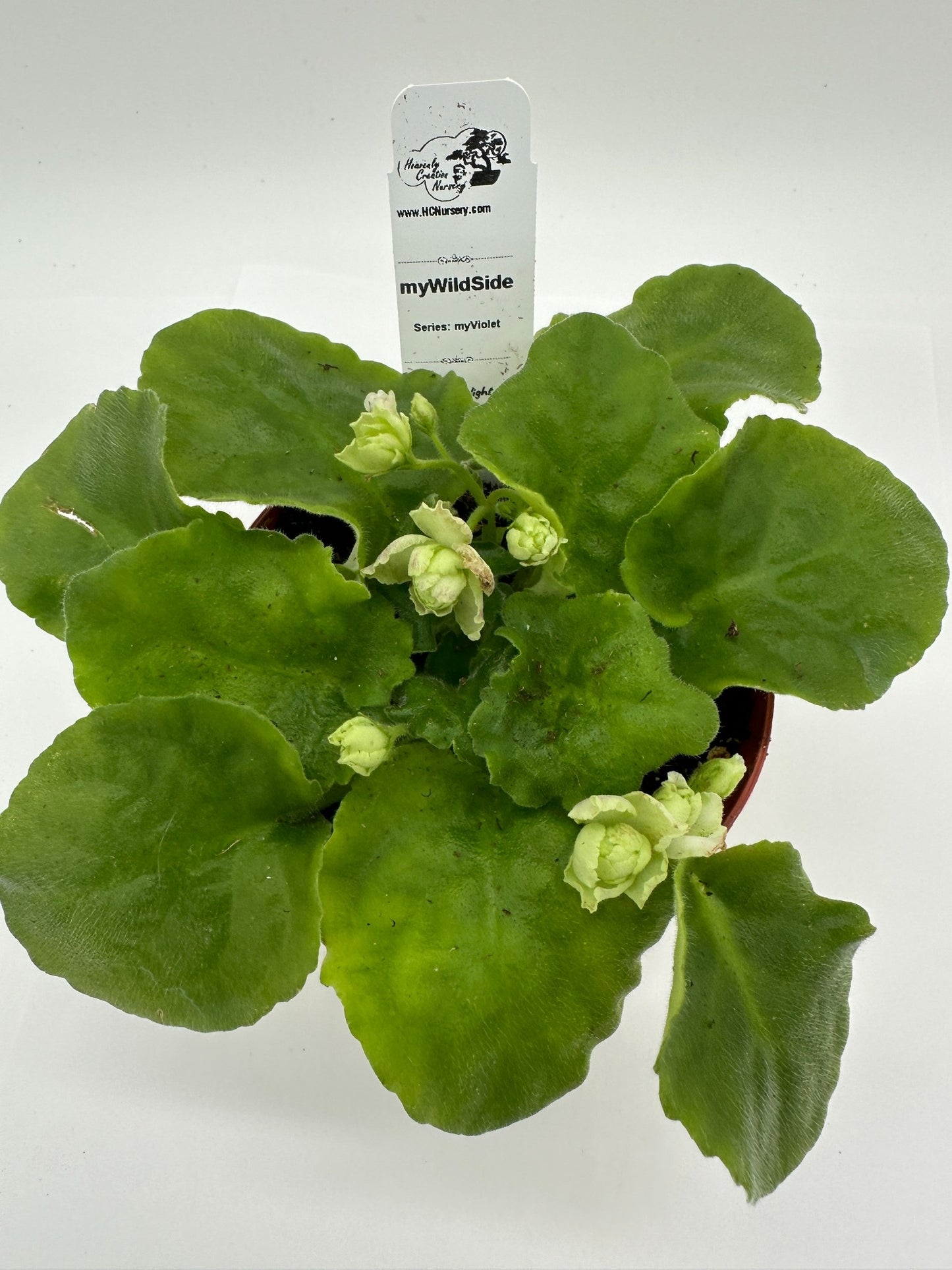 myWildSide - Live African Violet 4" - Series: myViolet