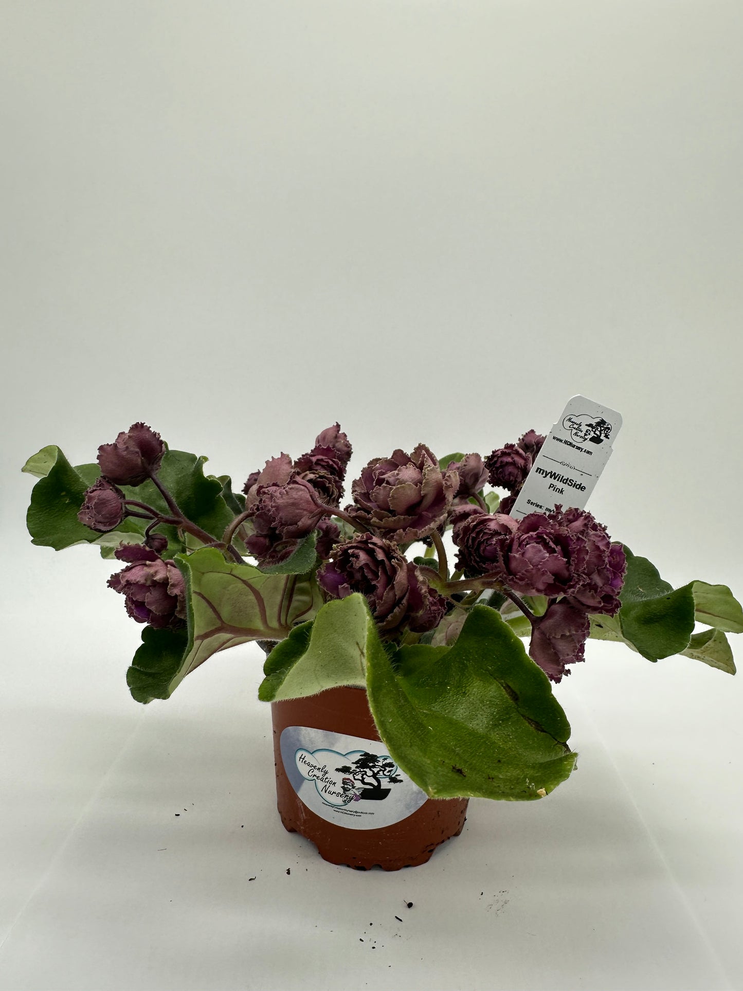myWildSide - Pink - Live African Violet 4" - Series: myViolet