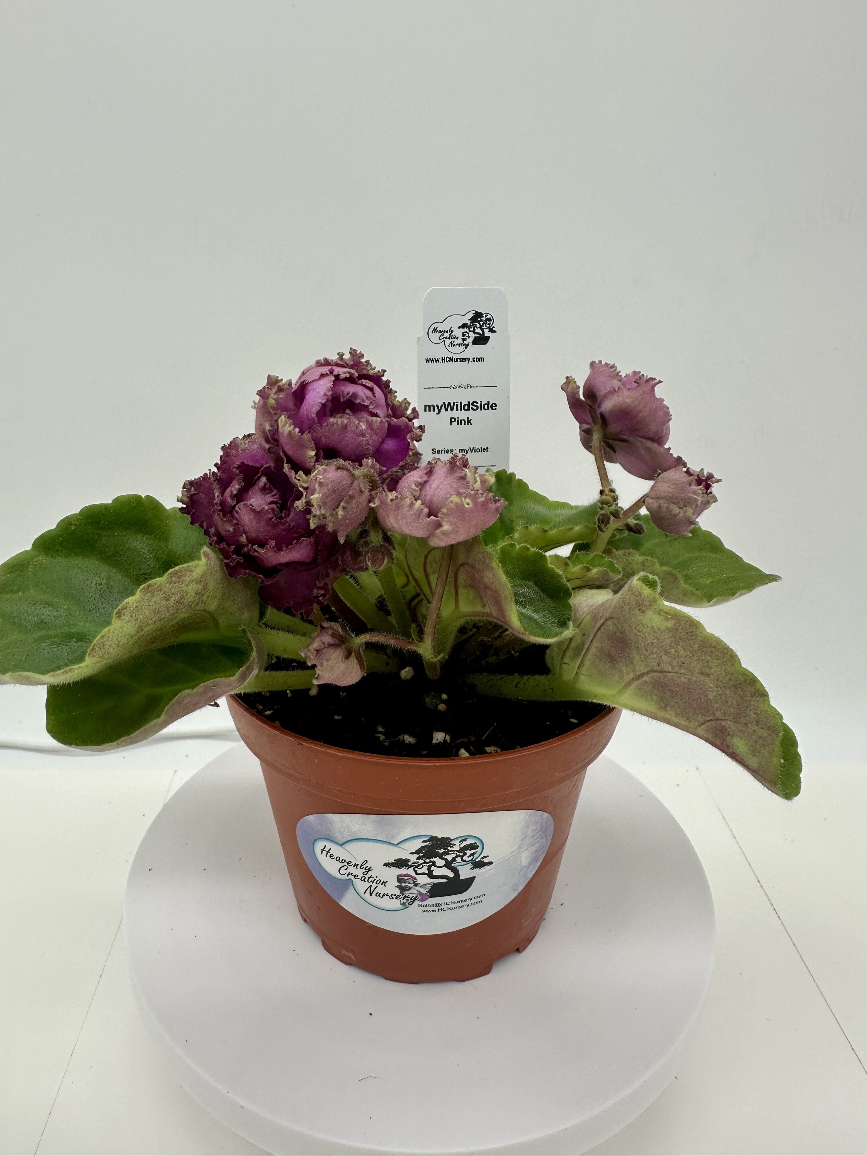 Love Violet　サイズ2 myWildSide - Pink - Live African Violet 4