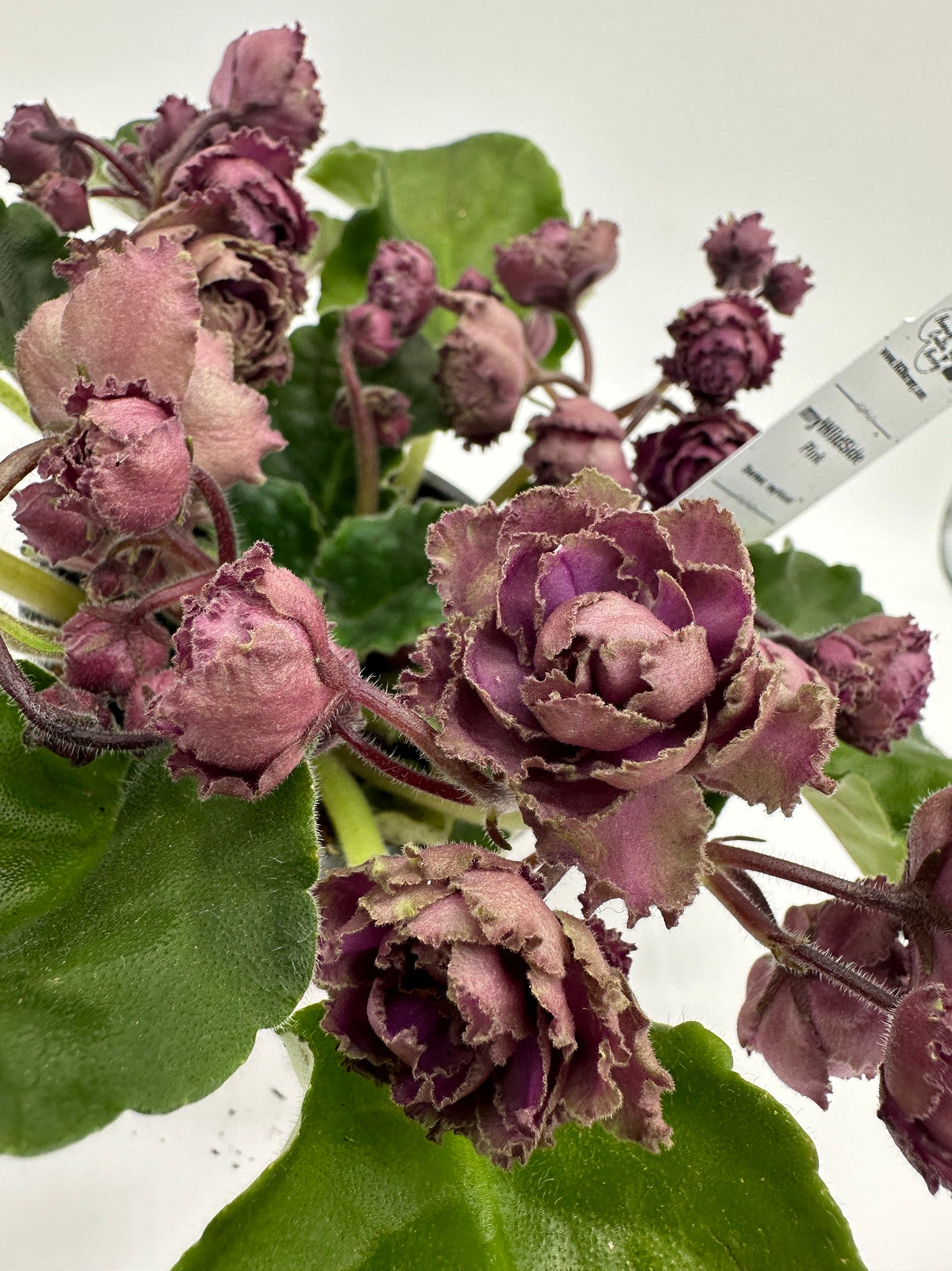 myWildSide - Pink - Live African Violet 4" - Series: myViolet
