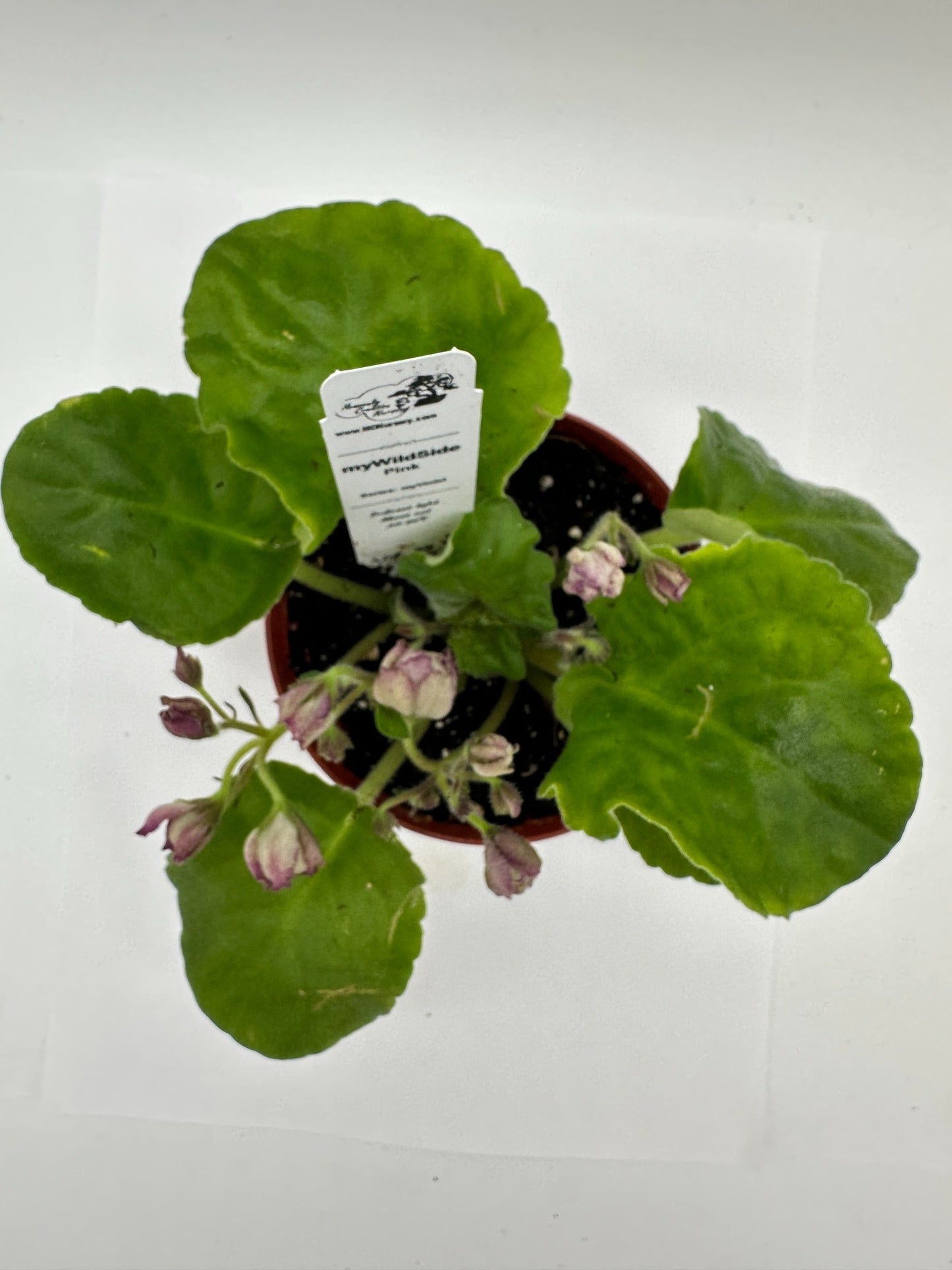 myWildSide - Pink - Live African Violet 4" - Series: myViolet