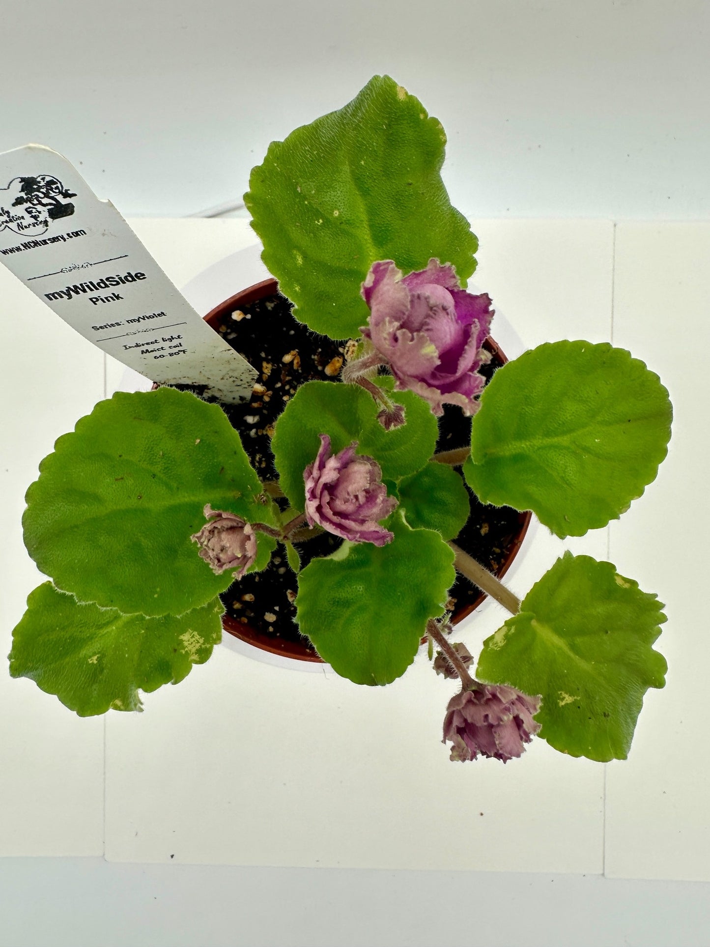 myWildSide - Pink - Live African Violet 4" - Series: myViolet