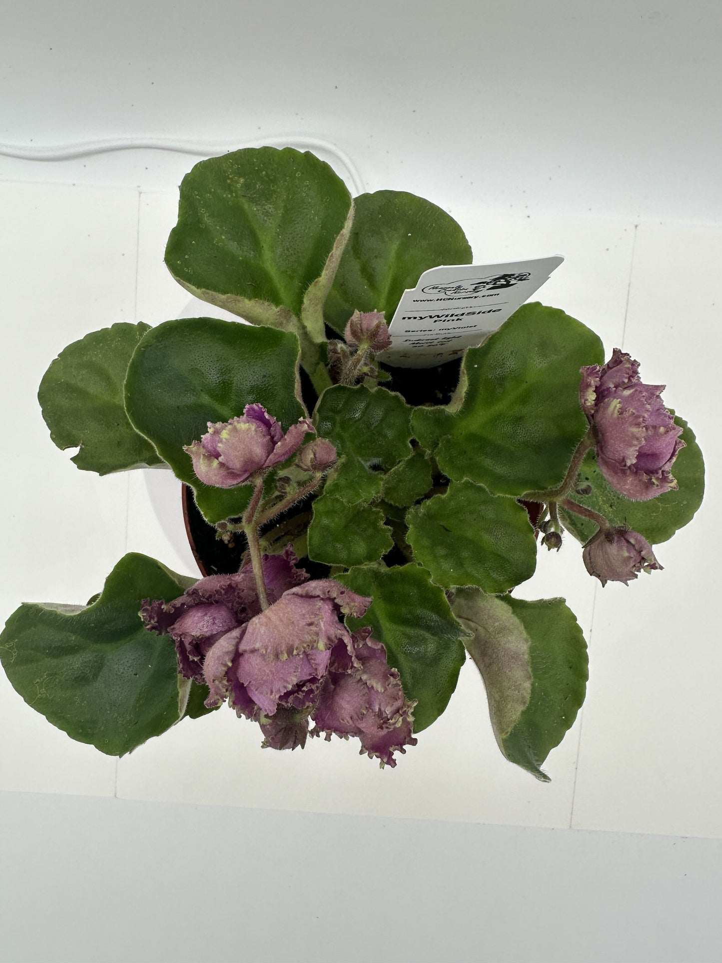 myWildSide - Pink - Live African Violet 4" - Series: myViolet