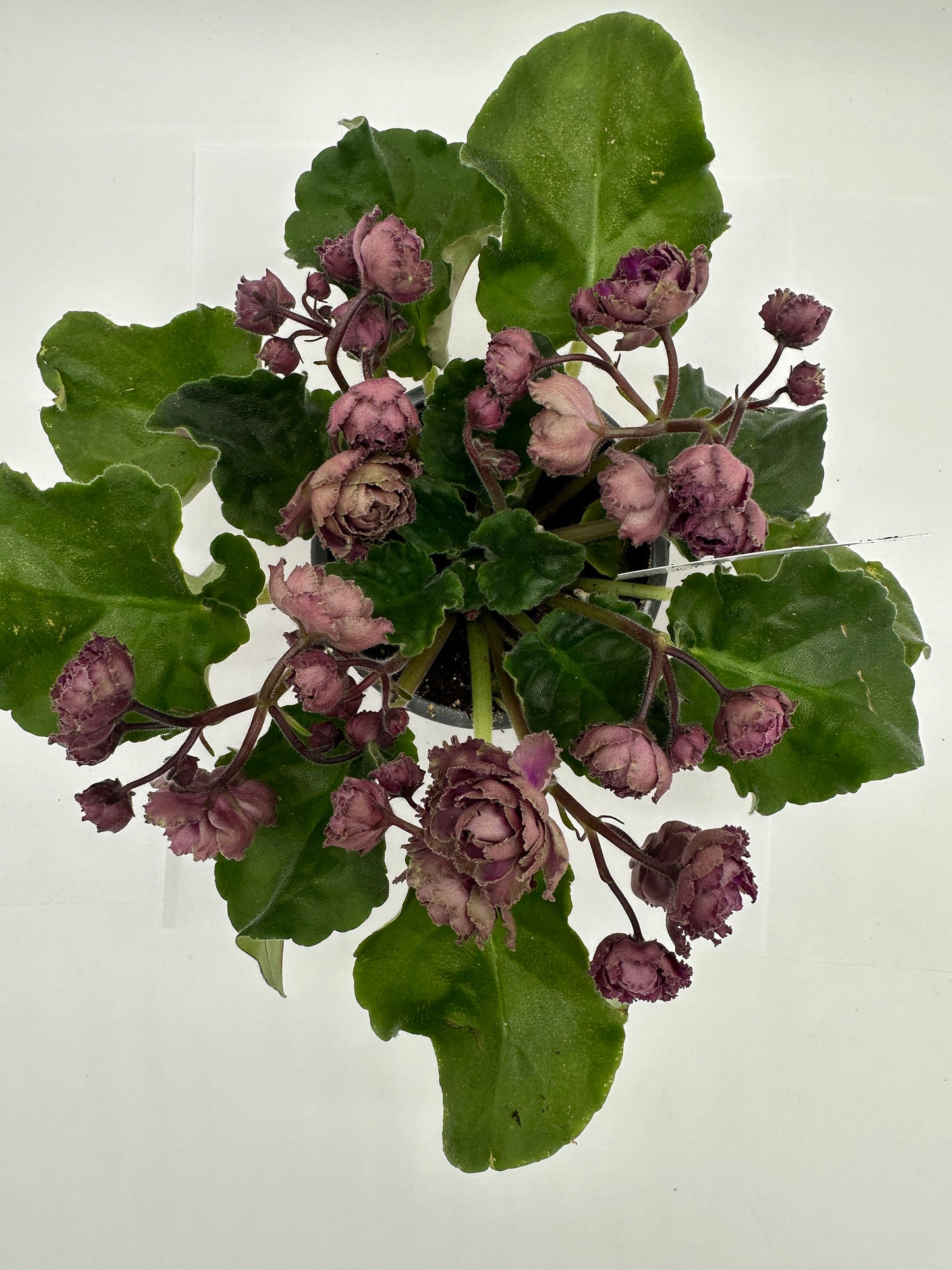 myWildSide - Pink - Live African Violet 4" - Series: myViolet