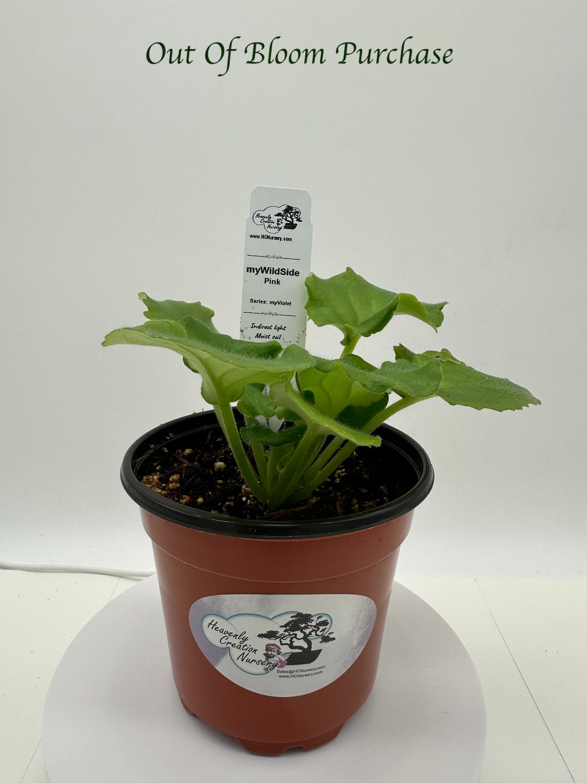 myWildSide - Pink Hybrid - Live African Violet 4" - Series: myViolet