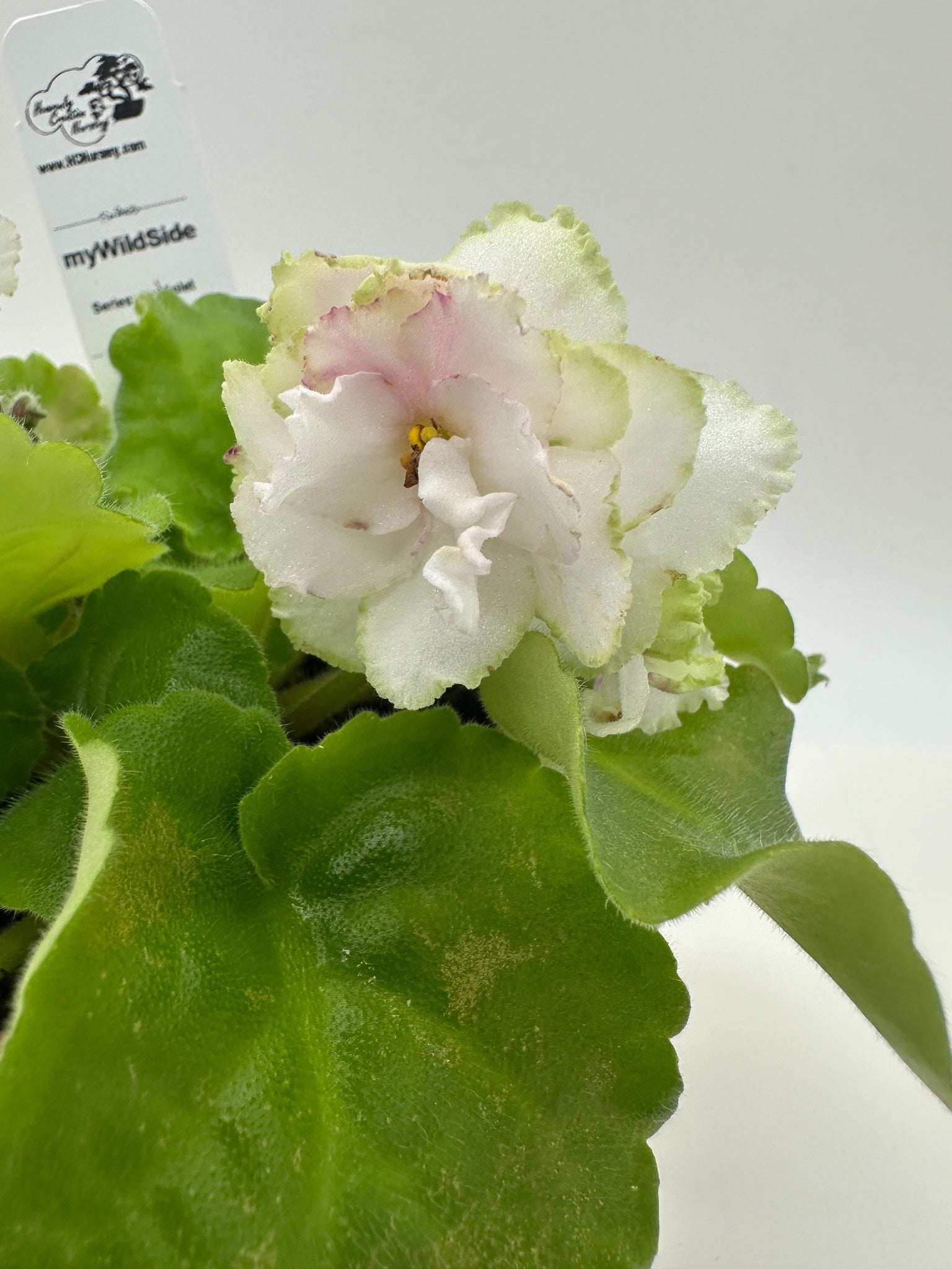 myWildSide - Live African Violet 4