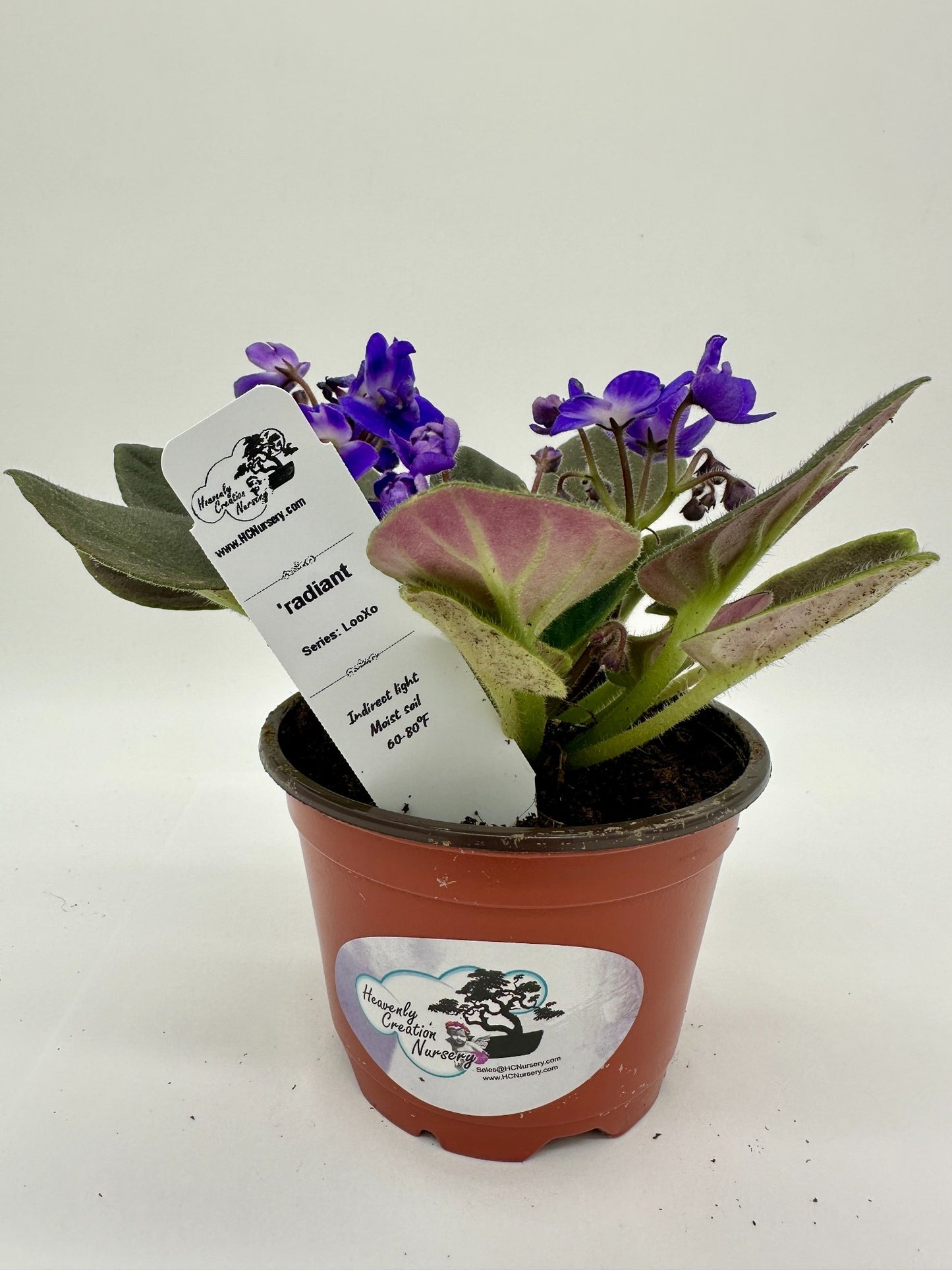 radiant - Live African Violet 4" - Series: LooXo
