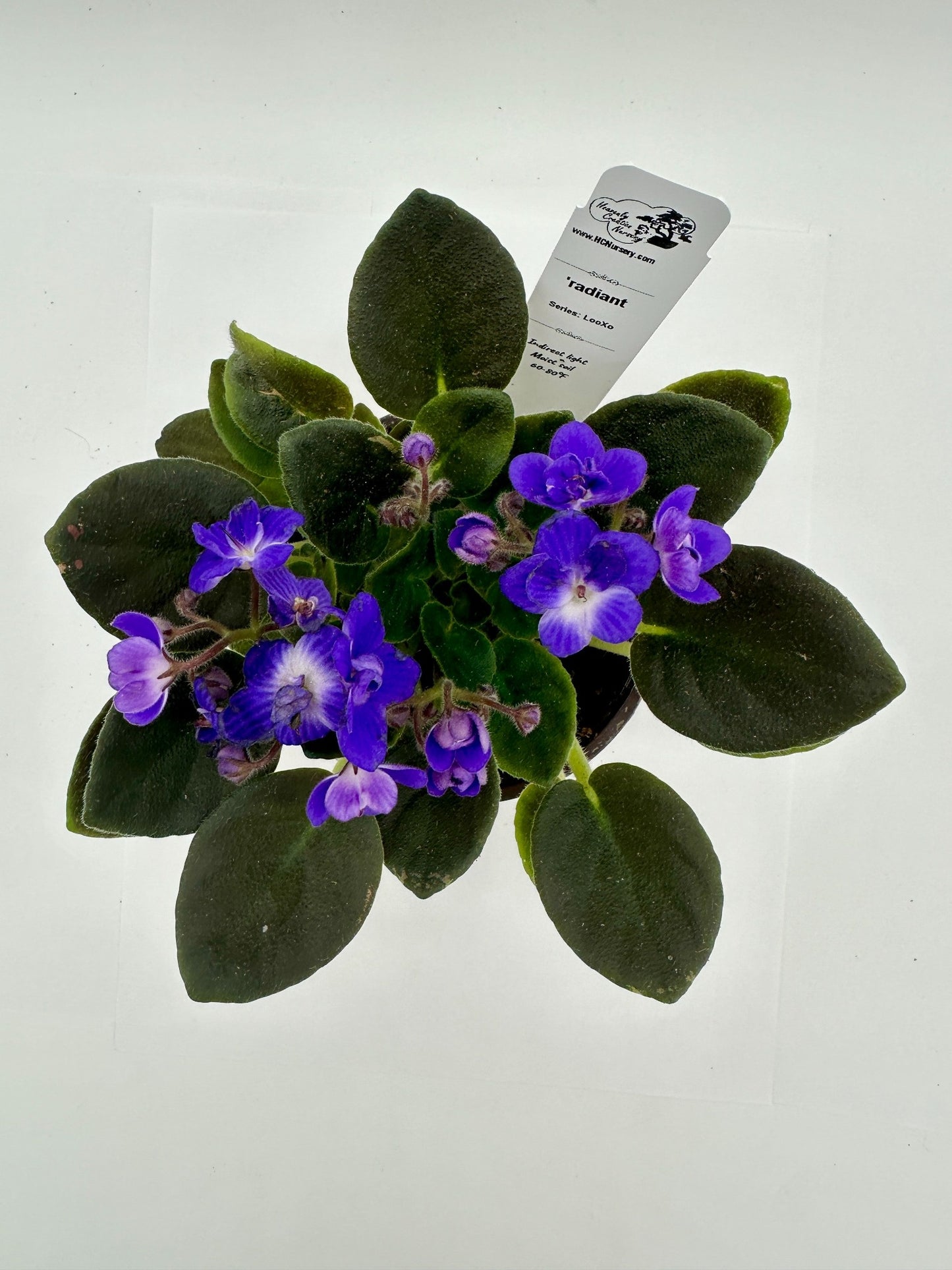 radiant - Live African Violet 4" - Series: LooXo