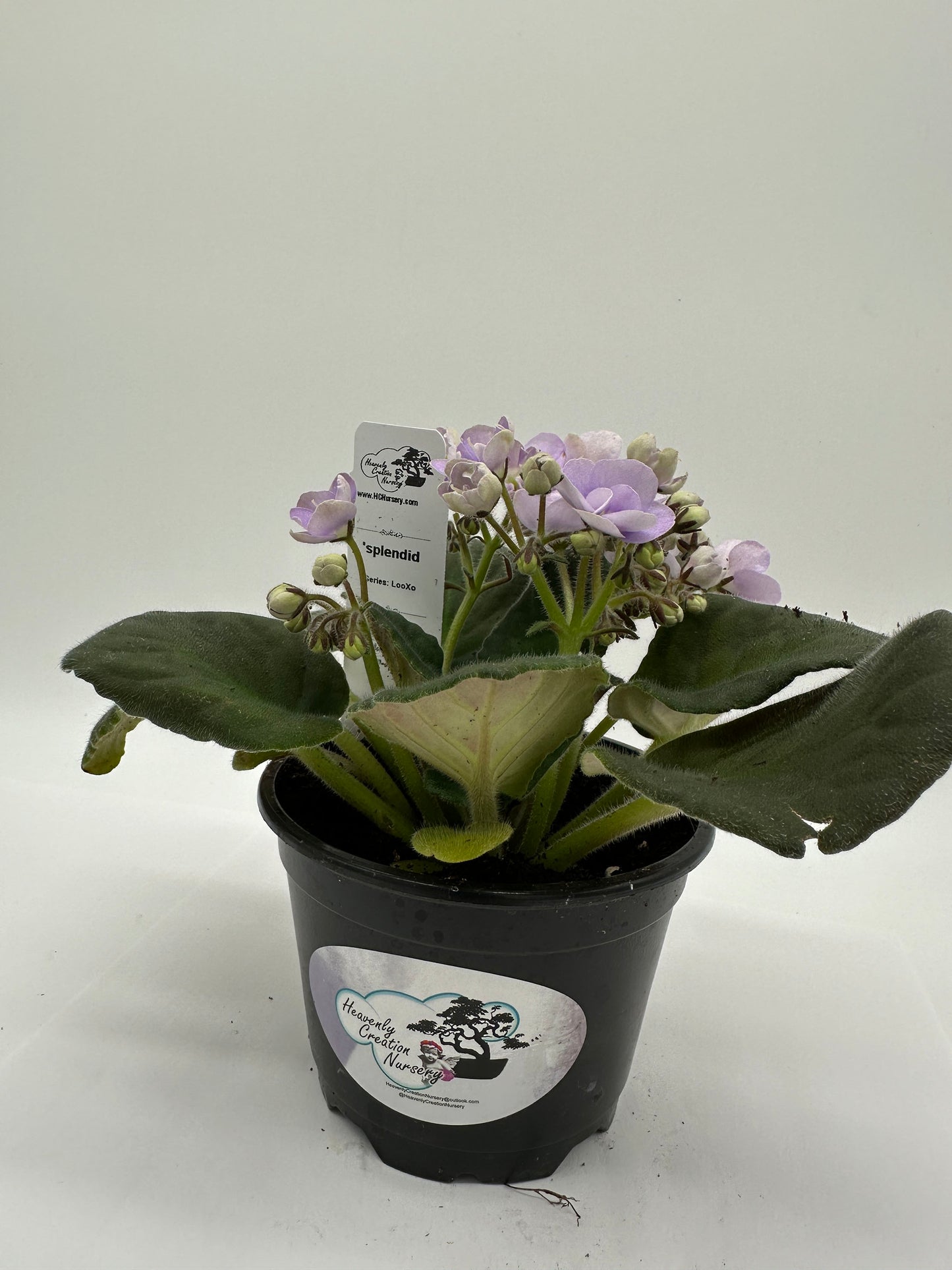 splendid - Live African Violet 4" - Series: LooXo