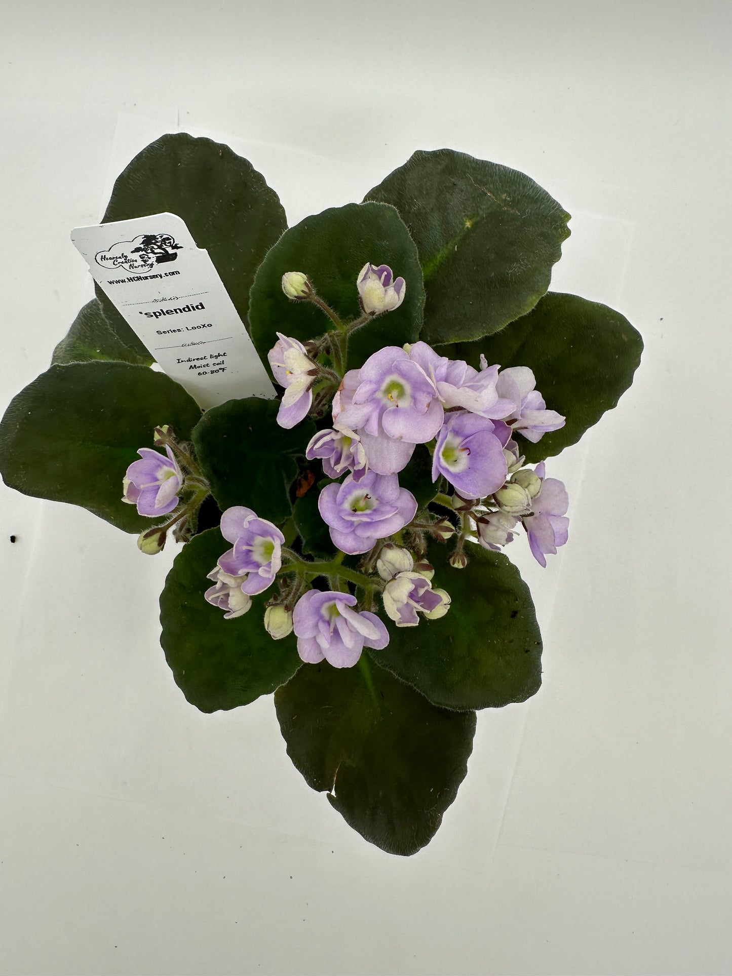 splendid - Live African Violet 4" - Series: LooXo
