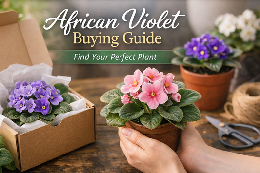 African Violet Buying Guide