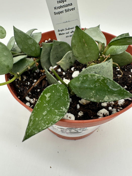 Hoya Krohniana ‘Super Silver’ Care & Buying Guide