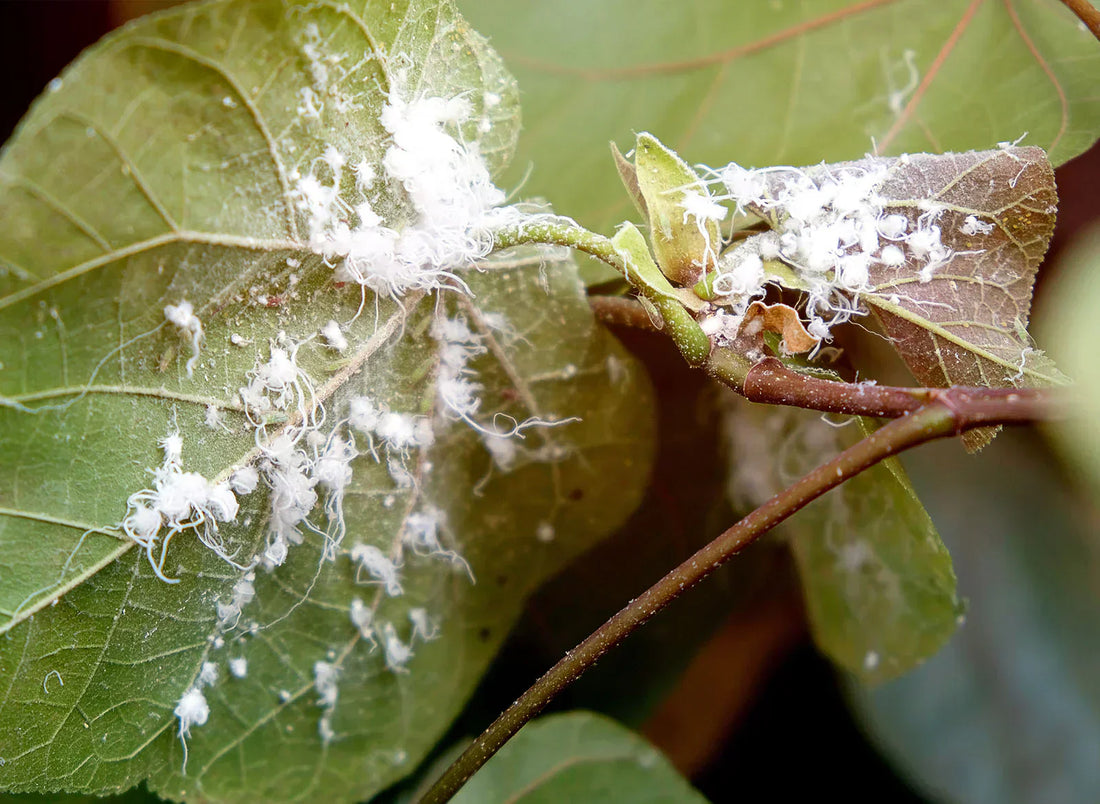 Mealybug Treatment and Prevention