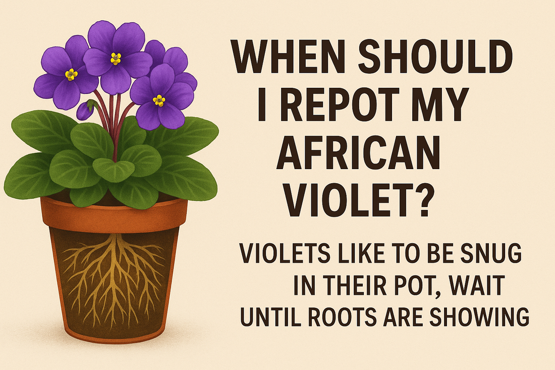 When should I repot my African Violet?  Heavenly Creation Nursery