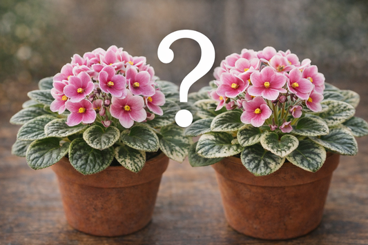 African Violet Buying Questions