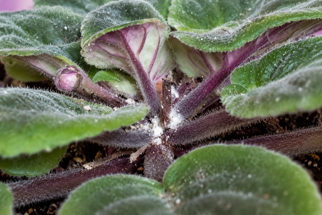 Mealybug infestation appearing as white cottony residue in the crown of an African Violet