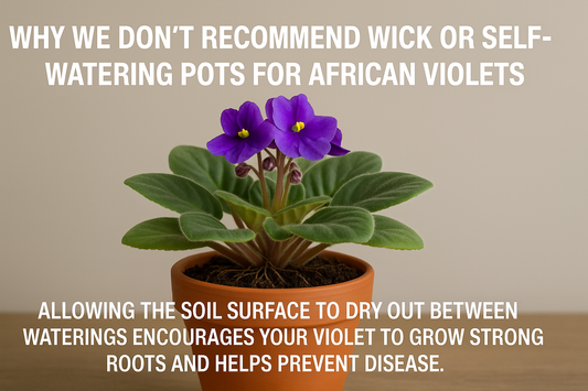 Self Watering / Wick System - Violet Owner Precautions