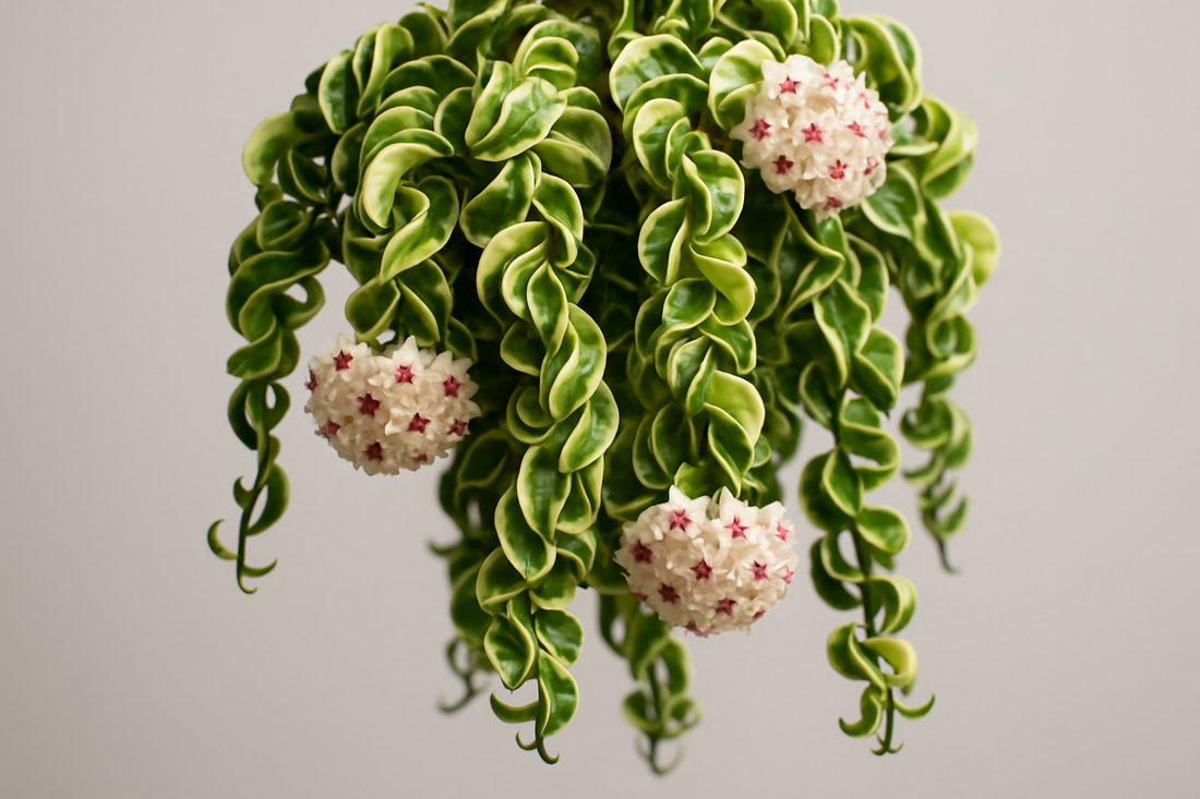 Hoya Compacta (Hindu Rope) Care & Buying Guide