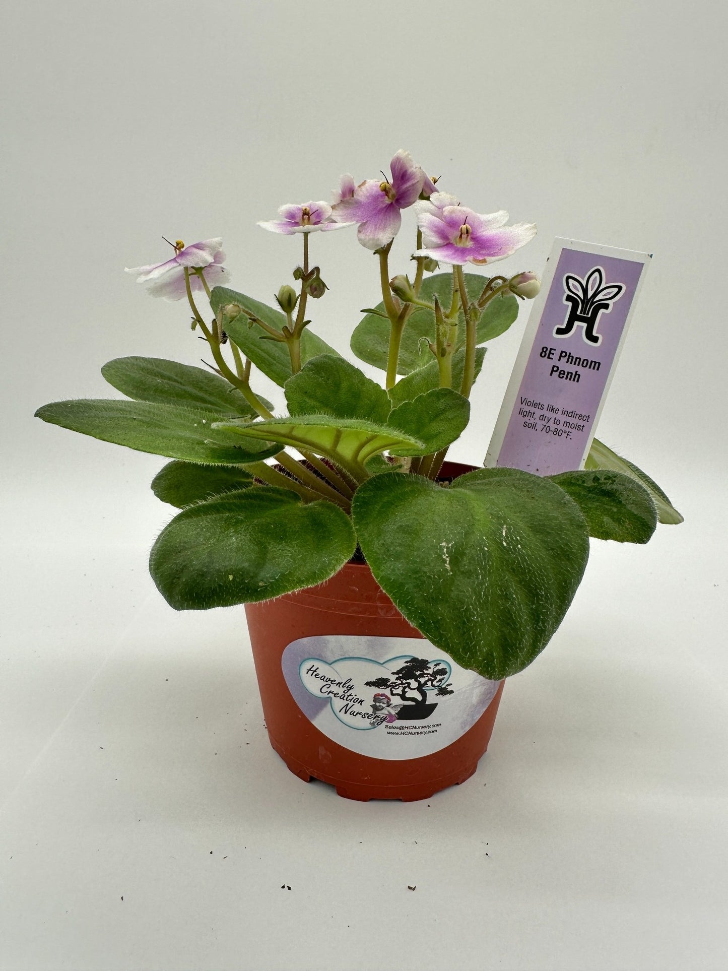 8E Phnom Penh - Live African Violet 4"