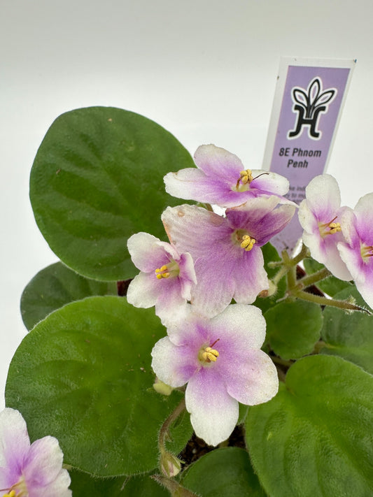 8E Phnom Penh - Live African Violet 4"