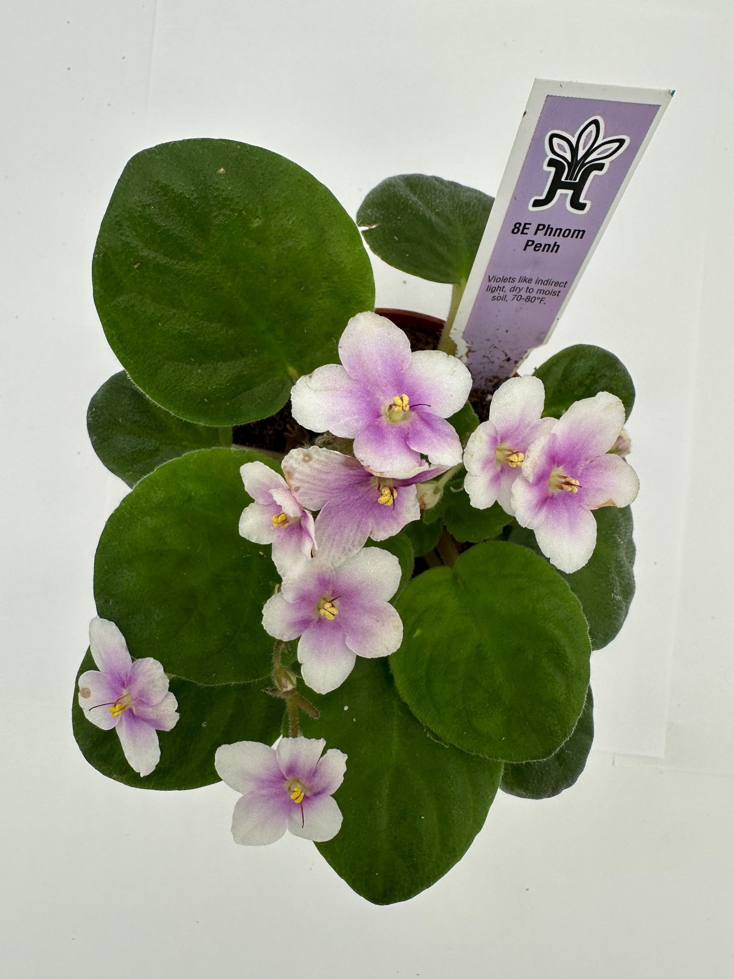 8E Phnom Penh - Live African Violet 4"
