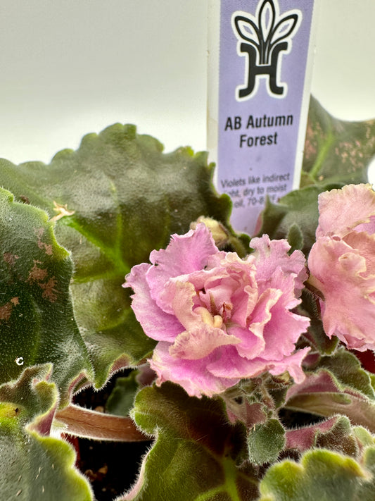 AB Autumn Forest - Live African Violet 4"