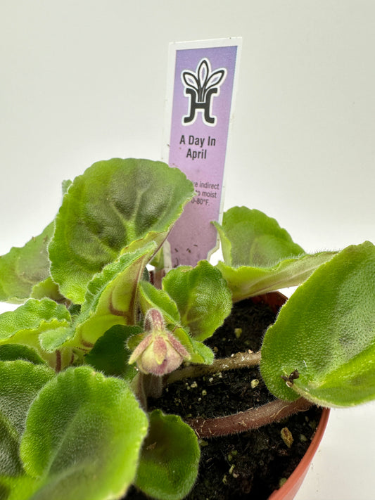 A Day In April - Live African Violet 4"