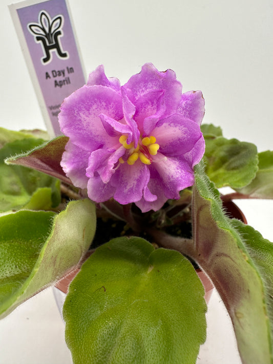 A Day In April - Live African Violet 4"