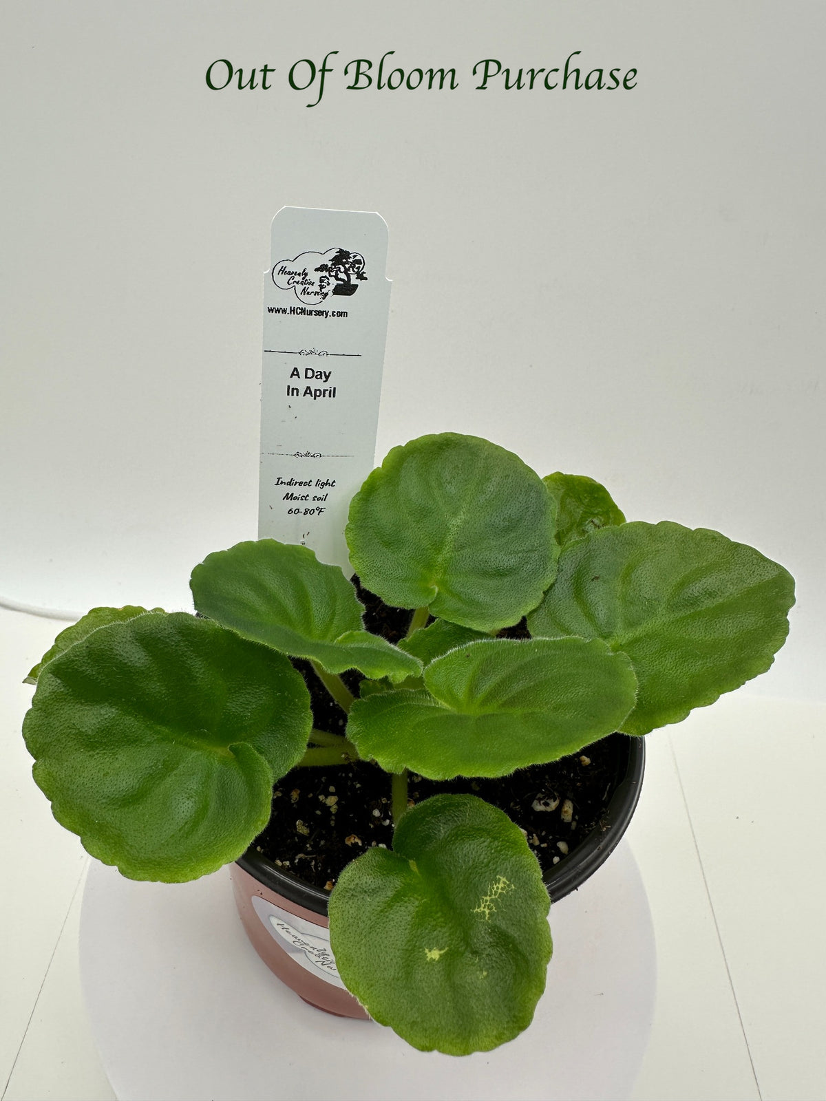 A Day In April - Live African Violet 4"