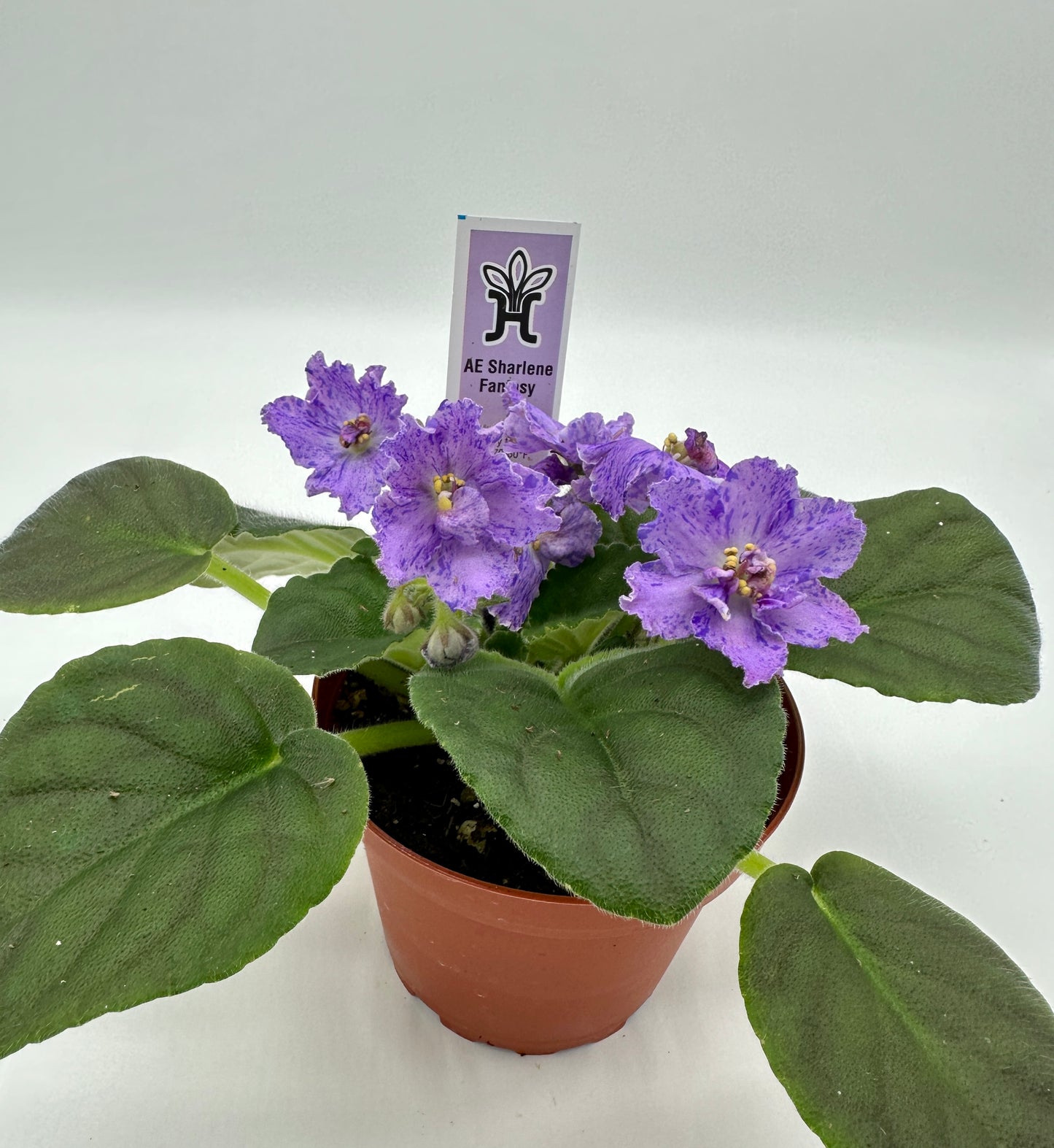 AE Sharlene Fantasy - Live African Violet 4"