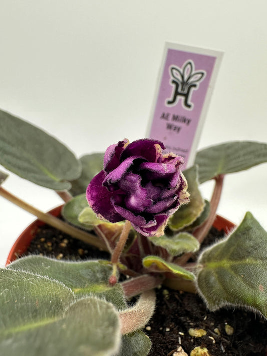 AE Milky Way - Live African Violet 4"