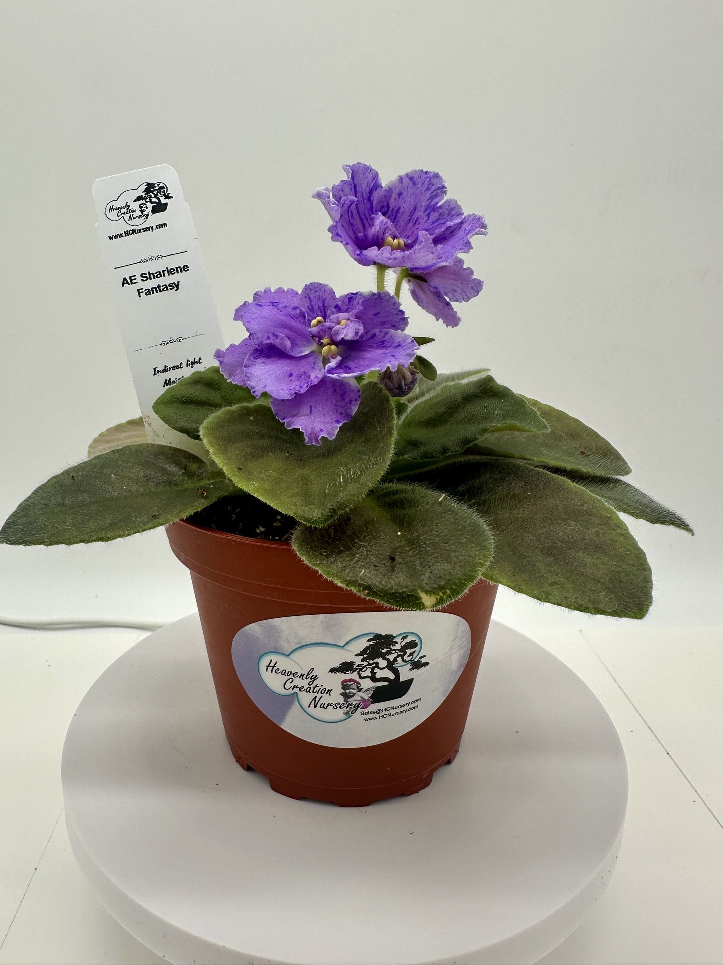 AE Sharlene Fantasy - Live African Violet 4"