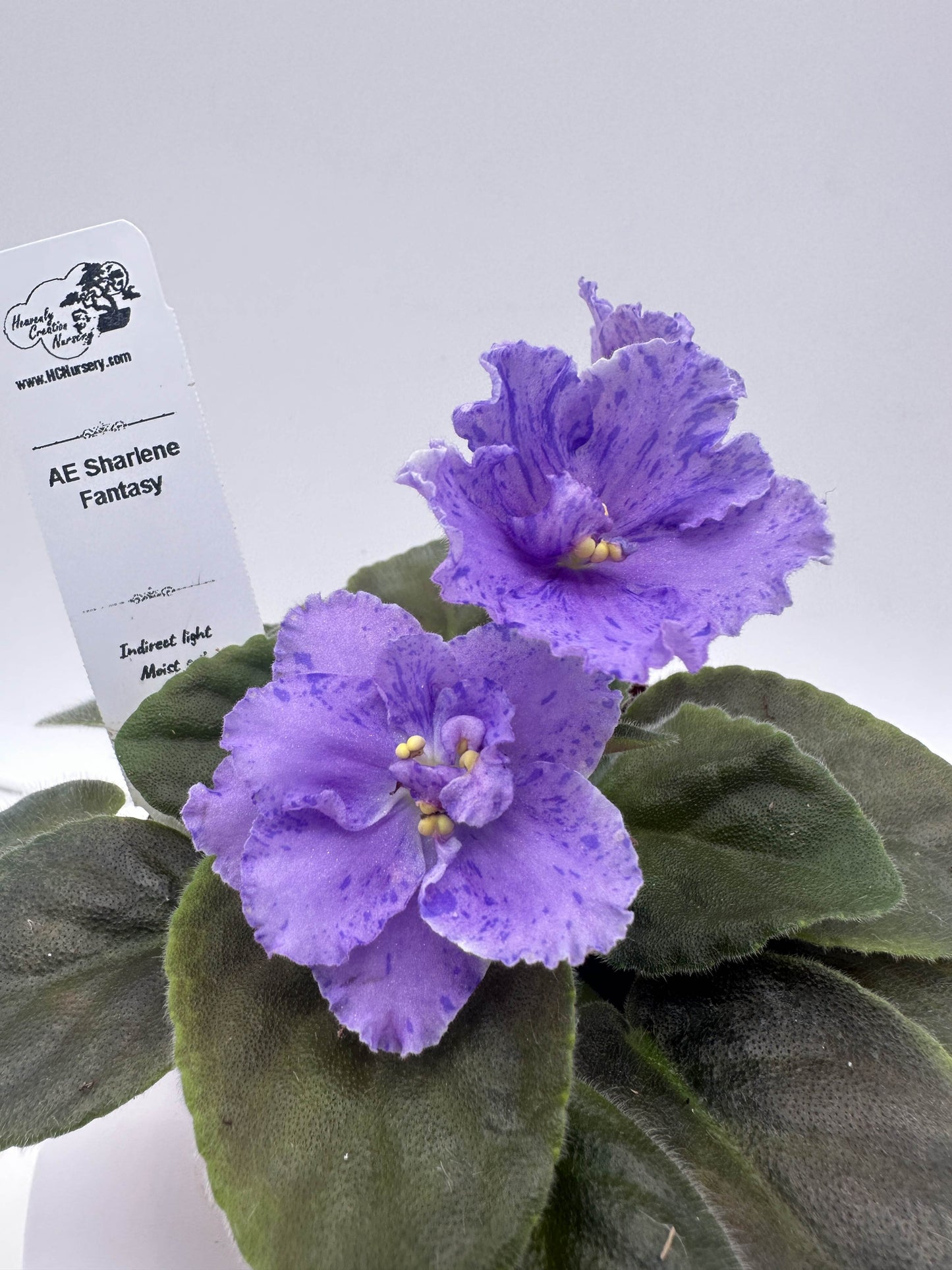 AE Sharlene Fantasy - Live African Violet 4"
