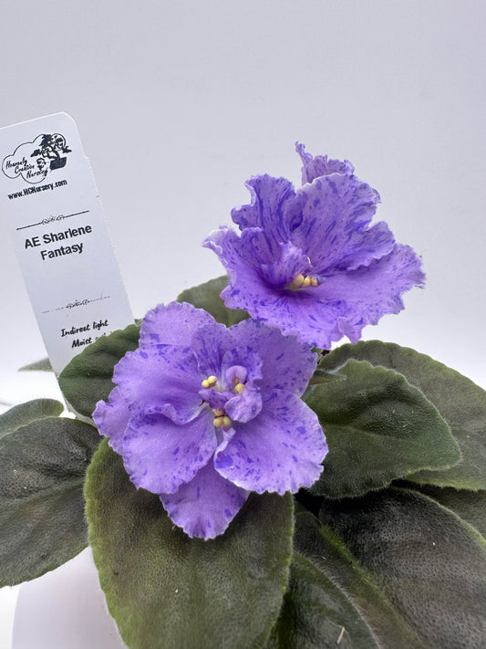 AE Sharlene Fantasy - Live African Violet 4"