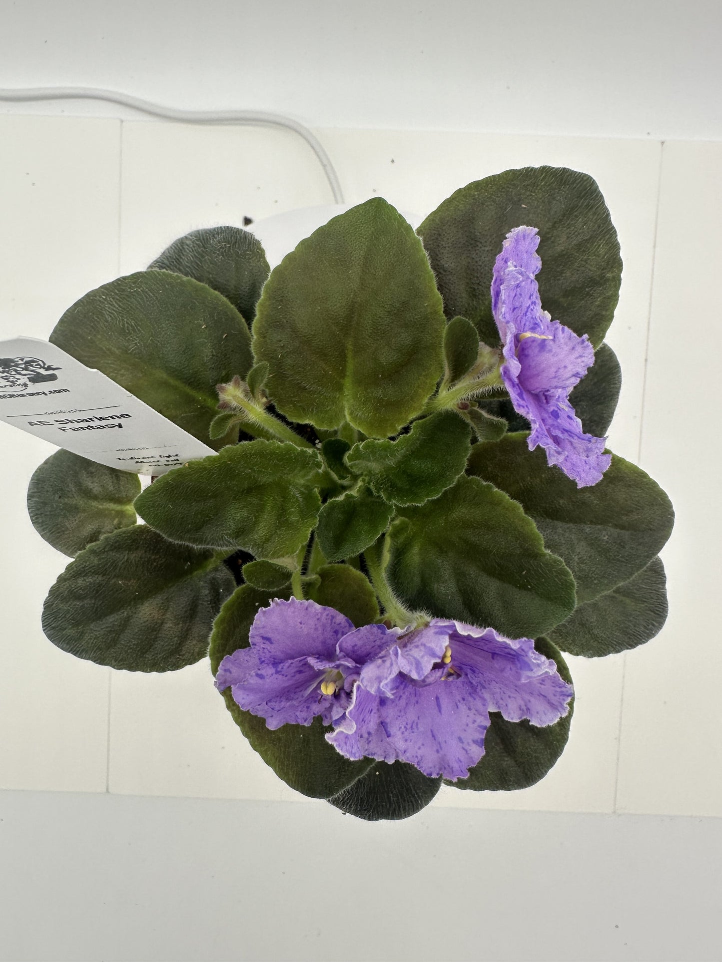 AE Sharlene Fantasy - Live African Violet 4"