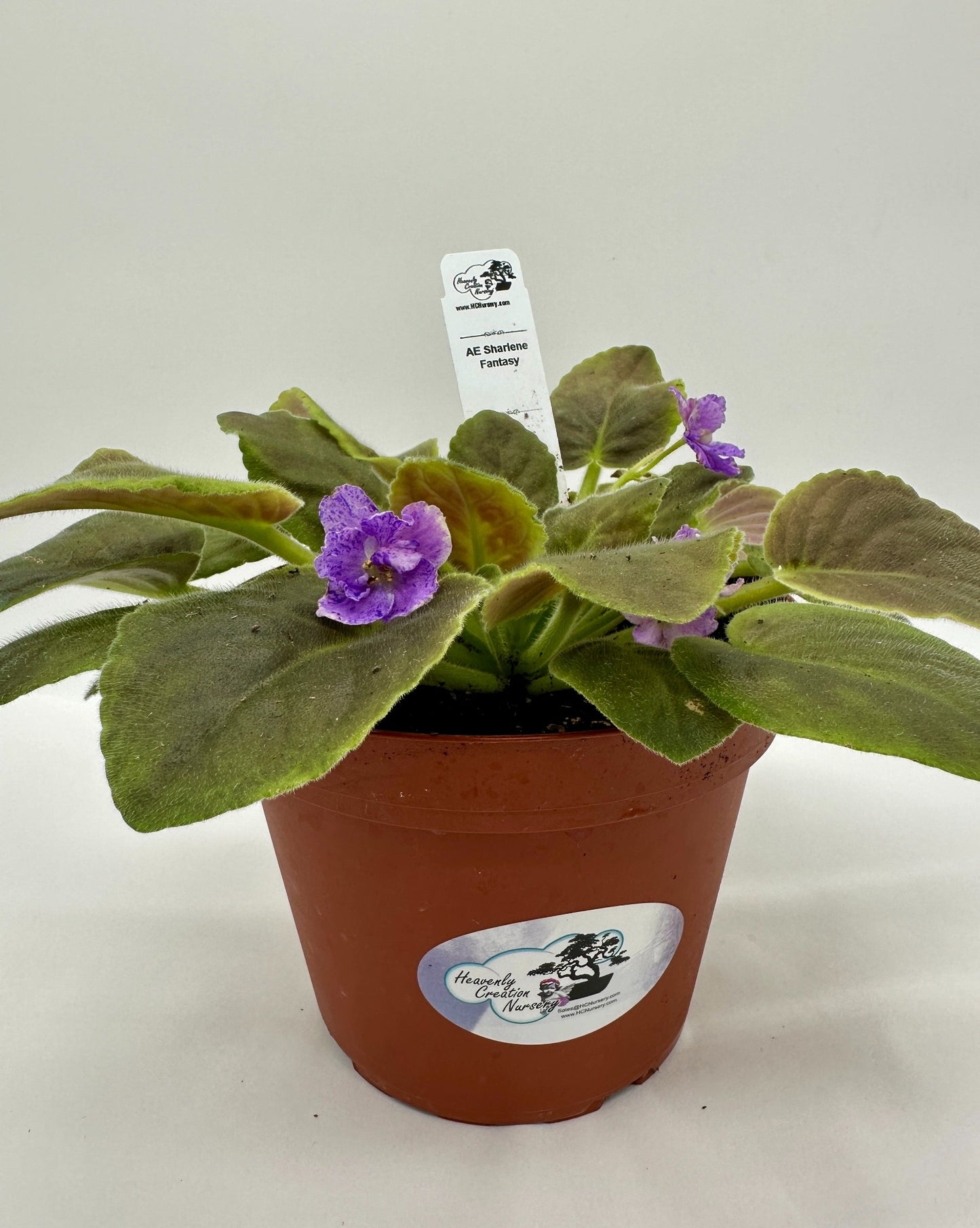 AE Sharlene Fantasy - Live African Violet 6"