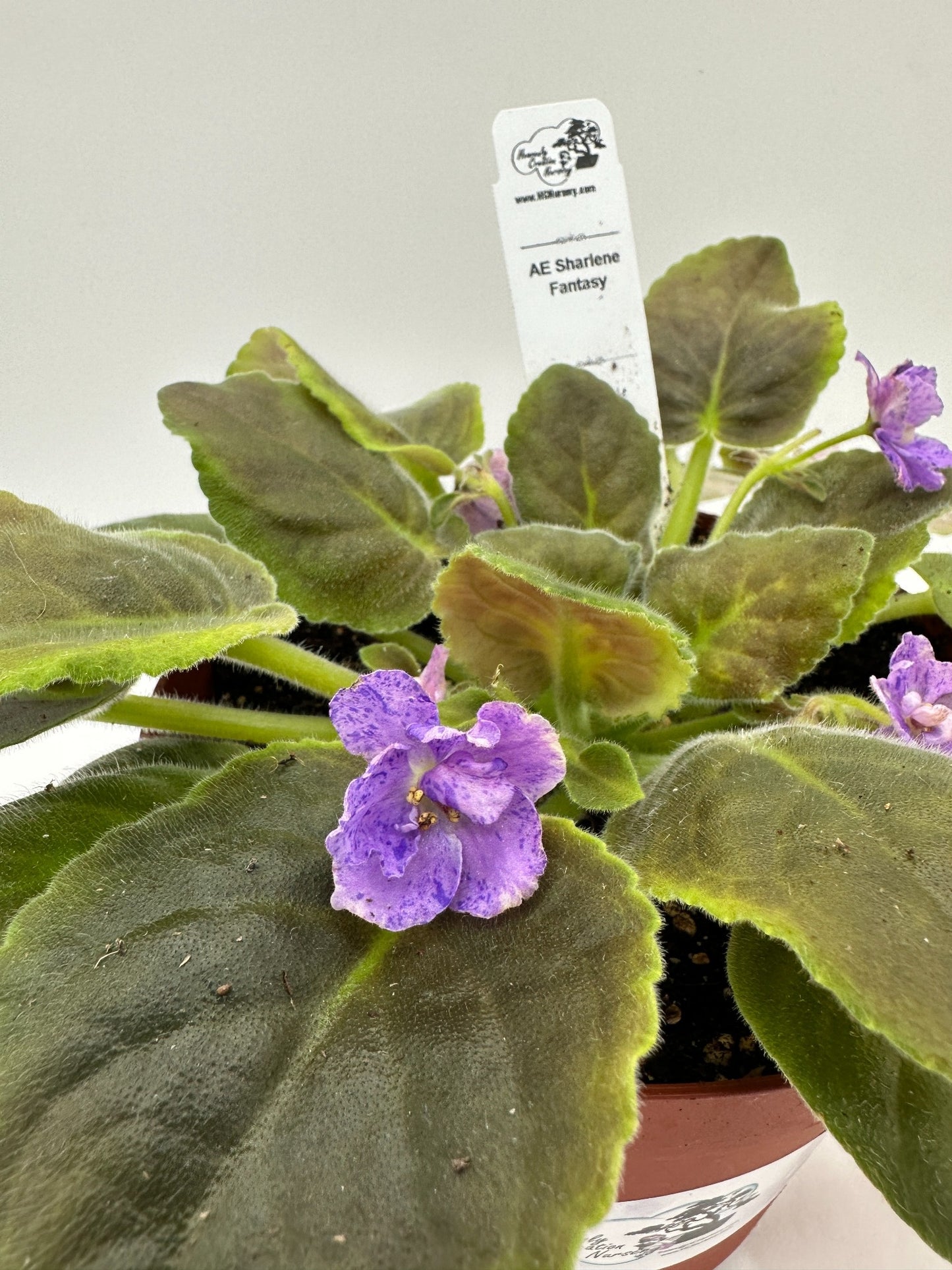 AE Sharlene Fantasy - Live African Violet 6"