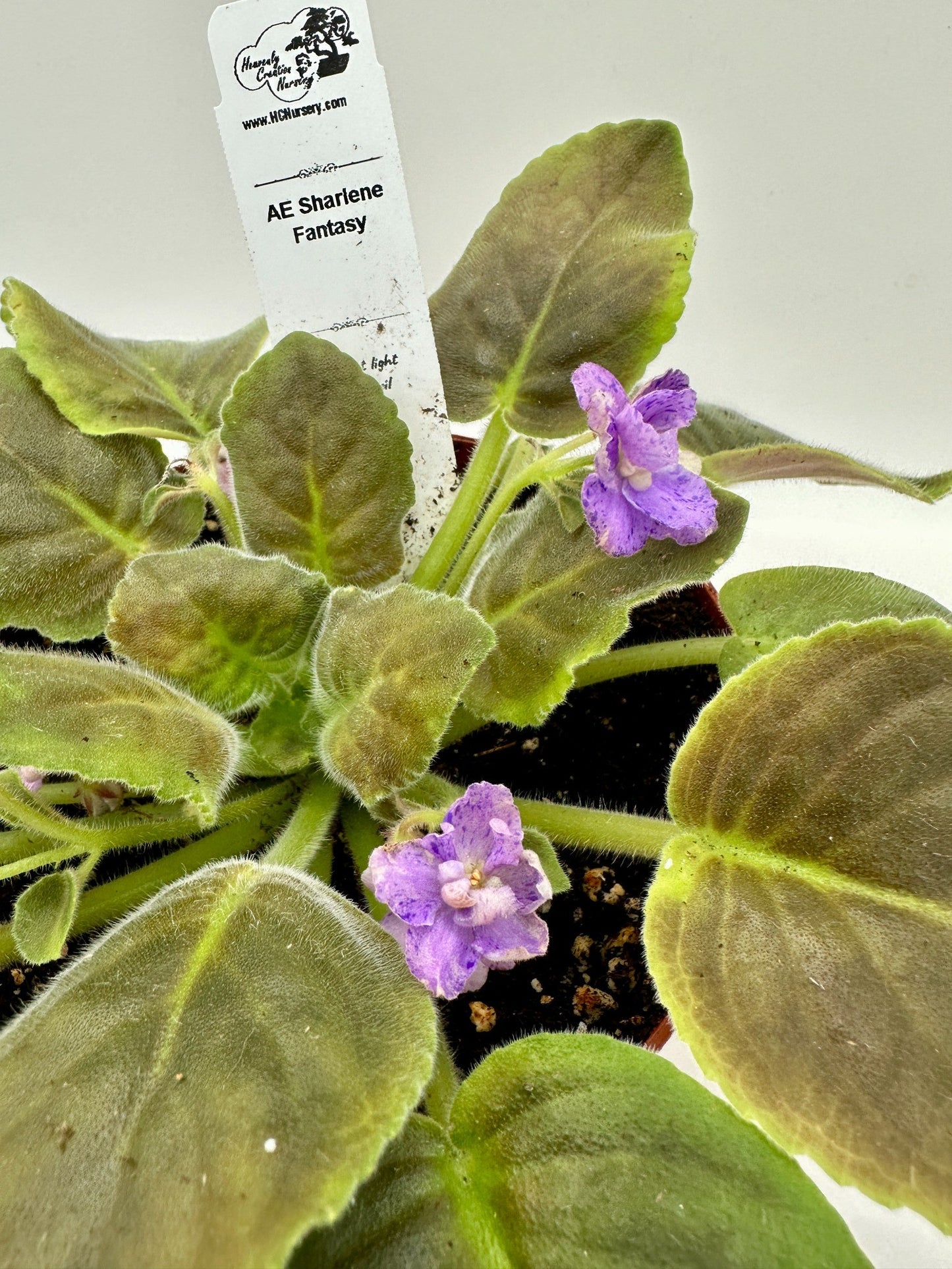 AE Sharlene Fantasy - Live African Violet 6"