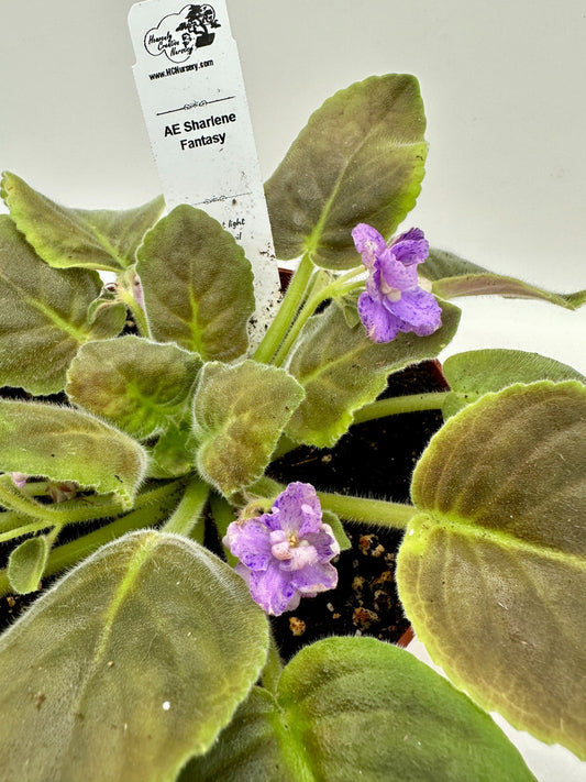 AE Sharlene Fantasy - Live African Violet 6"