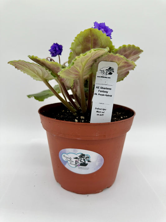 AE Sharlene Fantasy - Dk. Purple Hybrid - Live African Violet 6"