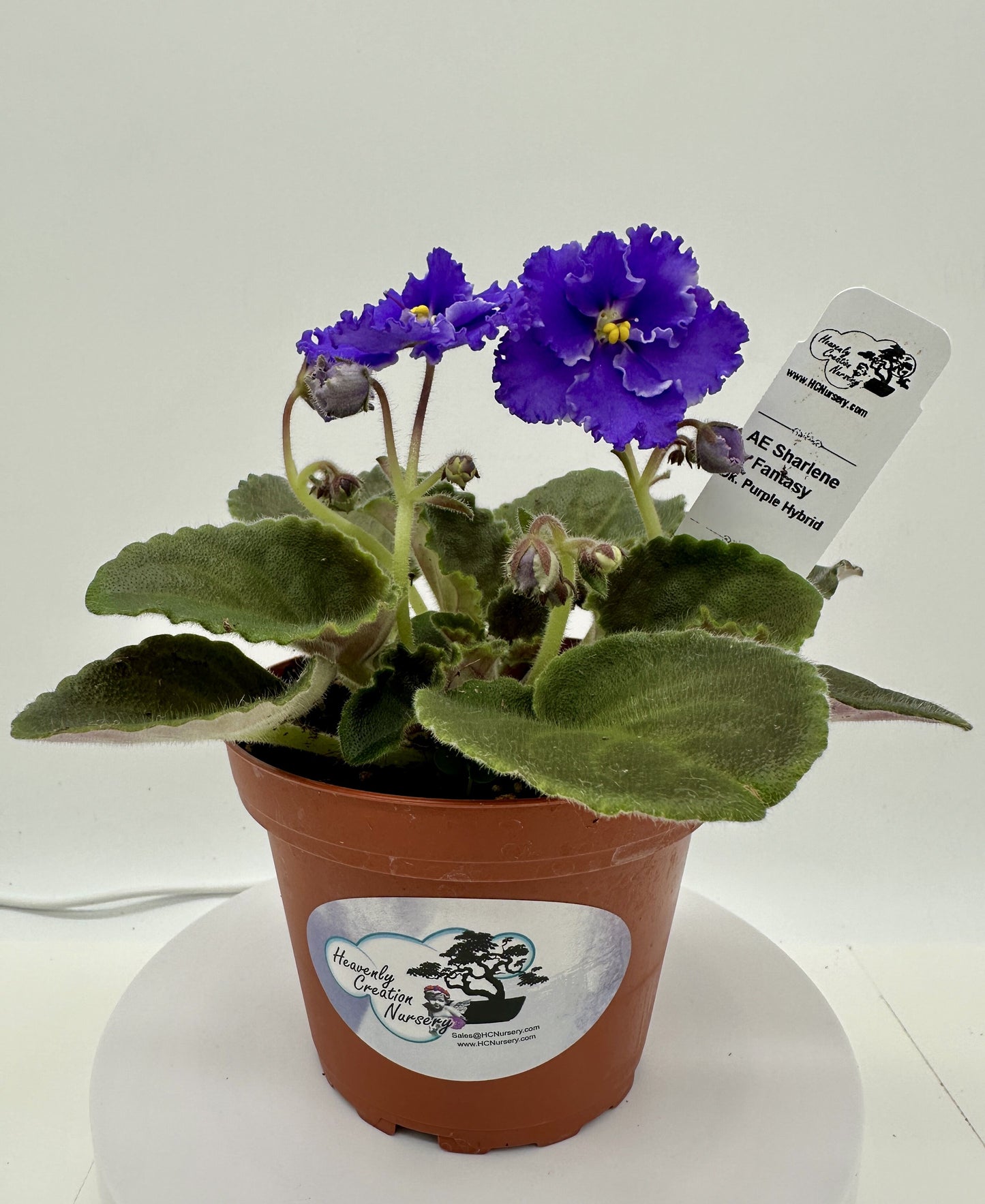 AE Sharlene Fantasy Dk Purple Hybrid - Live African Violet 4