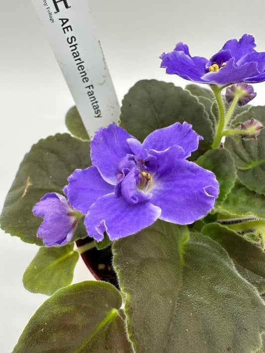 AE Sharlene Fantasy Dk Purple Hybrid - Live African Violet 4