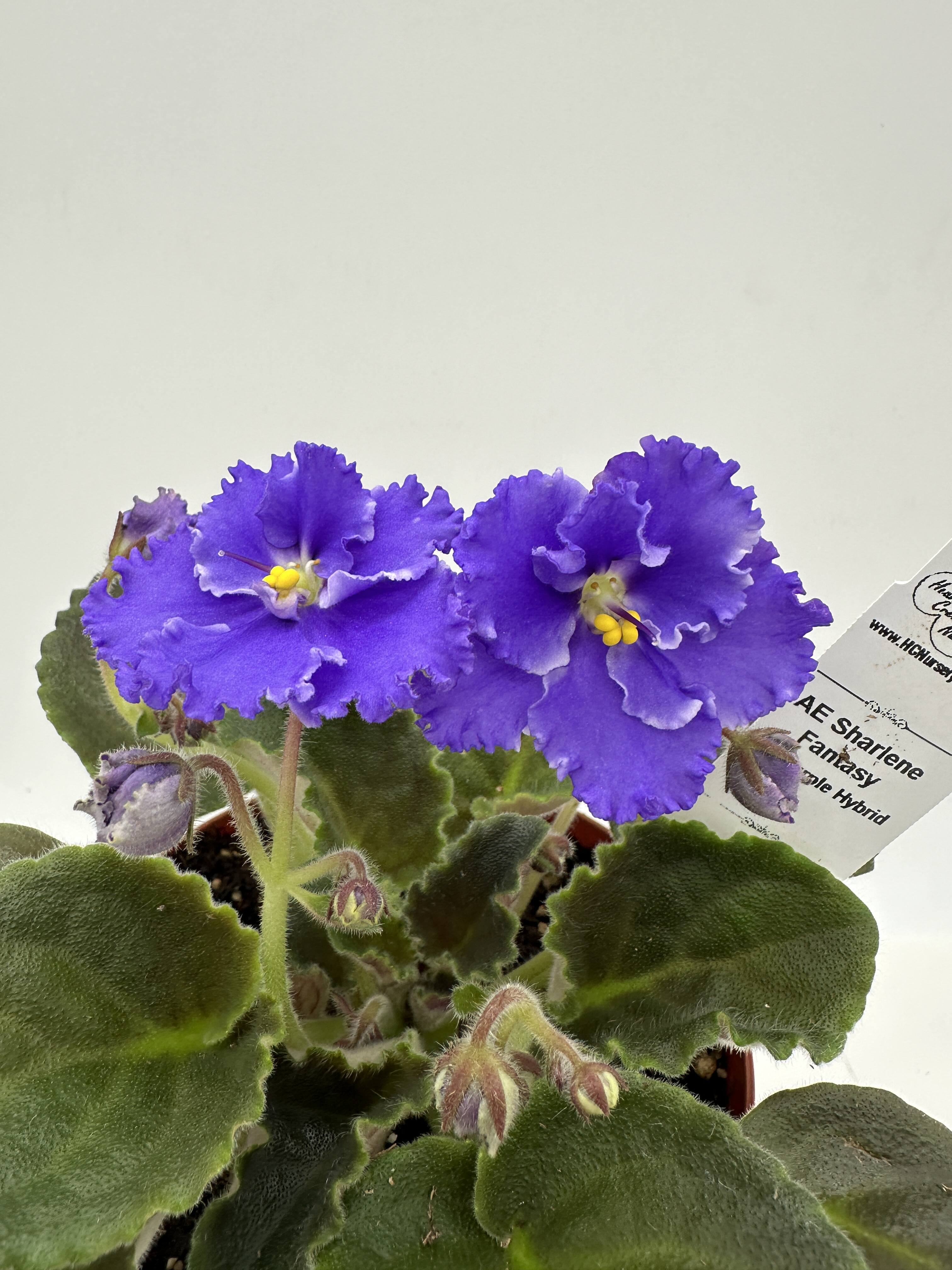 AE Sharlene Fantasy Dk Purple Hybrid - Live African Violet 4