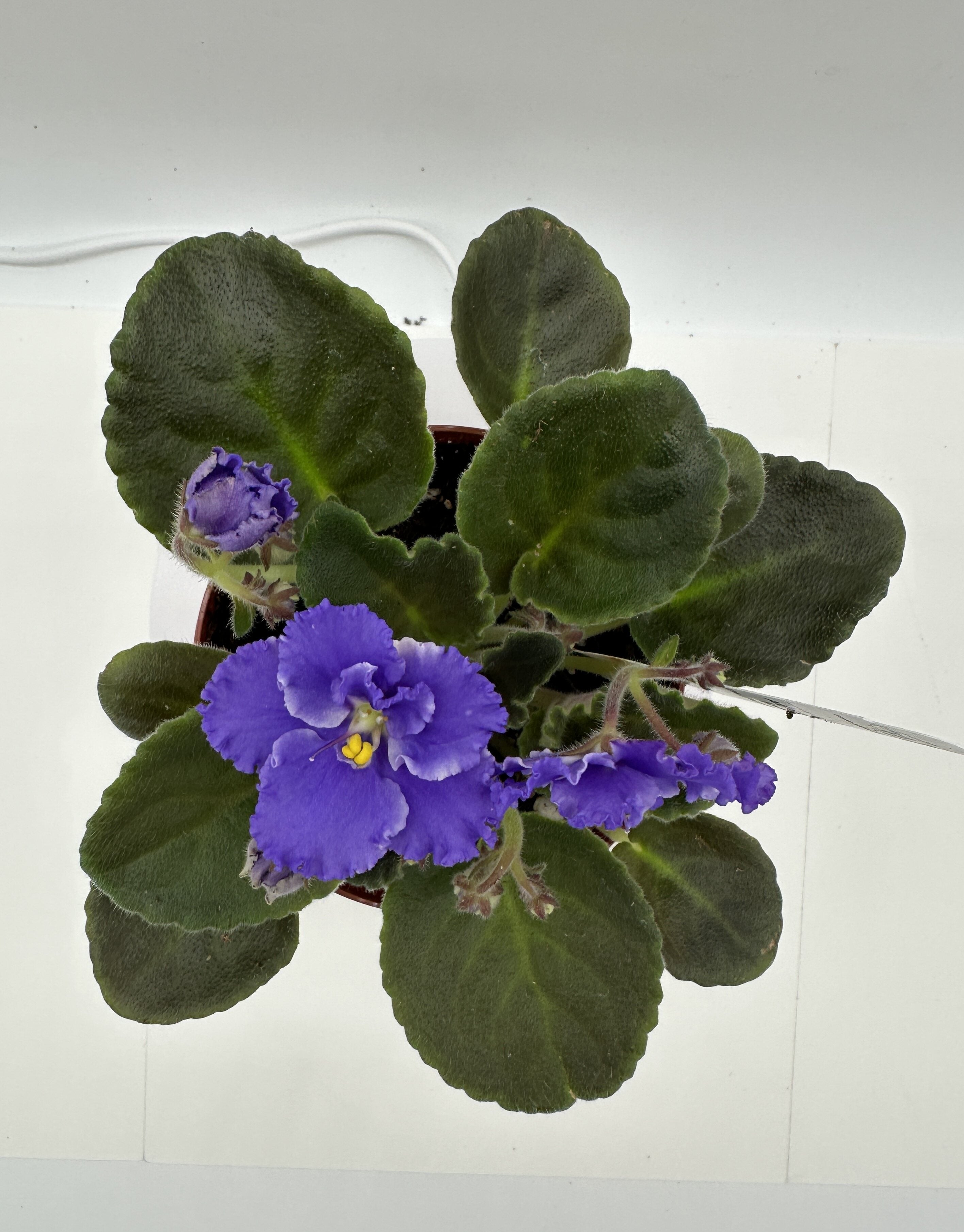 AE Sharlene Fantasy Dk Purple Hybrid - Live African Violet 4