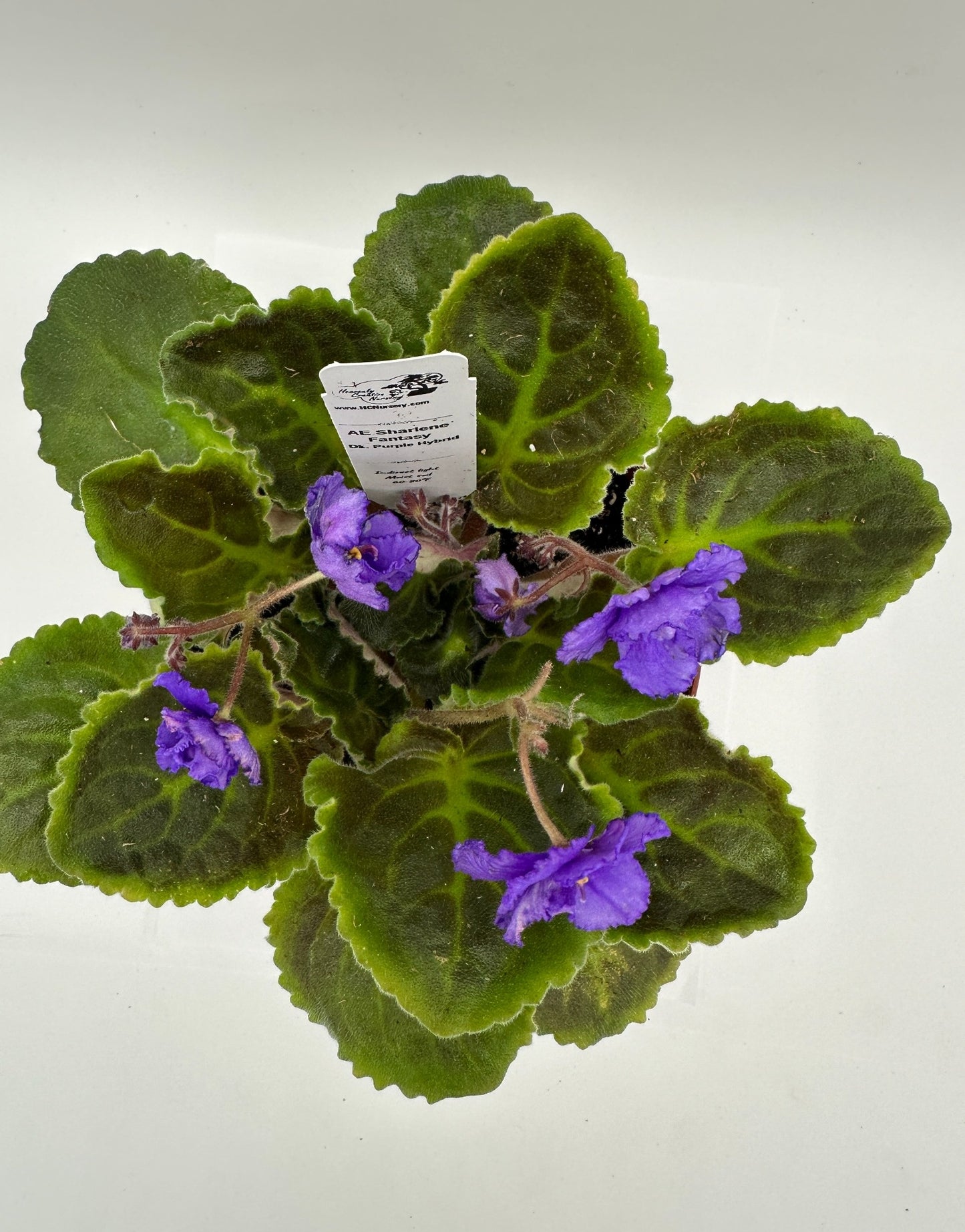 AE Sharlene Fantasy - Dk. Purple Hybrid - Live African Violet 6"