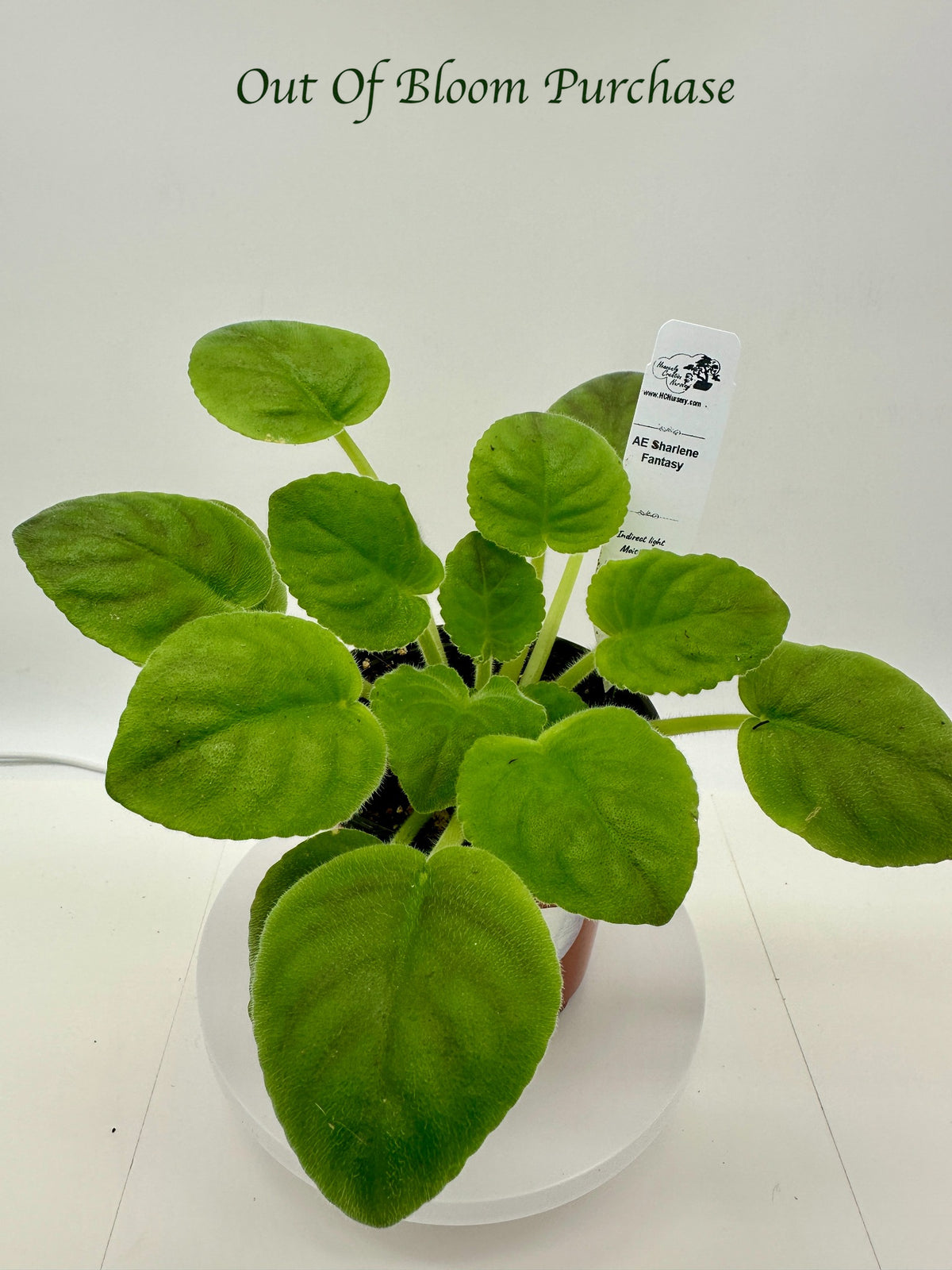 AE Sharlene Fantasy - Live African Violet 4"